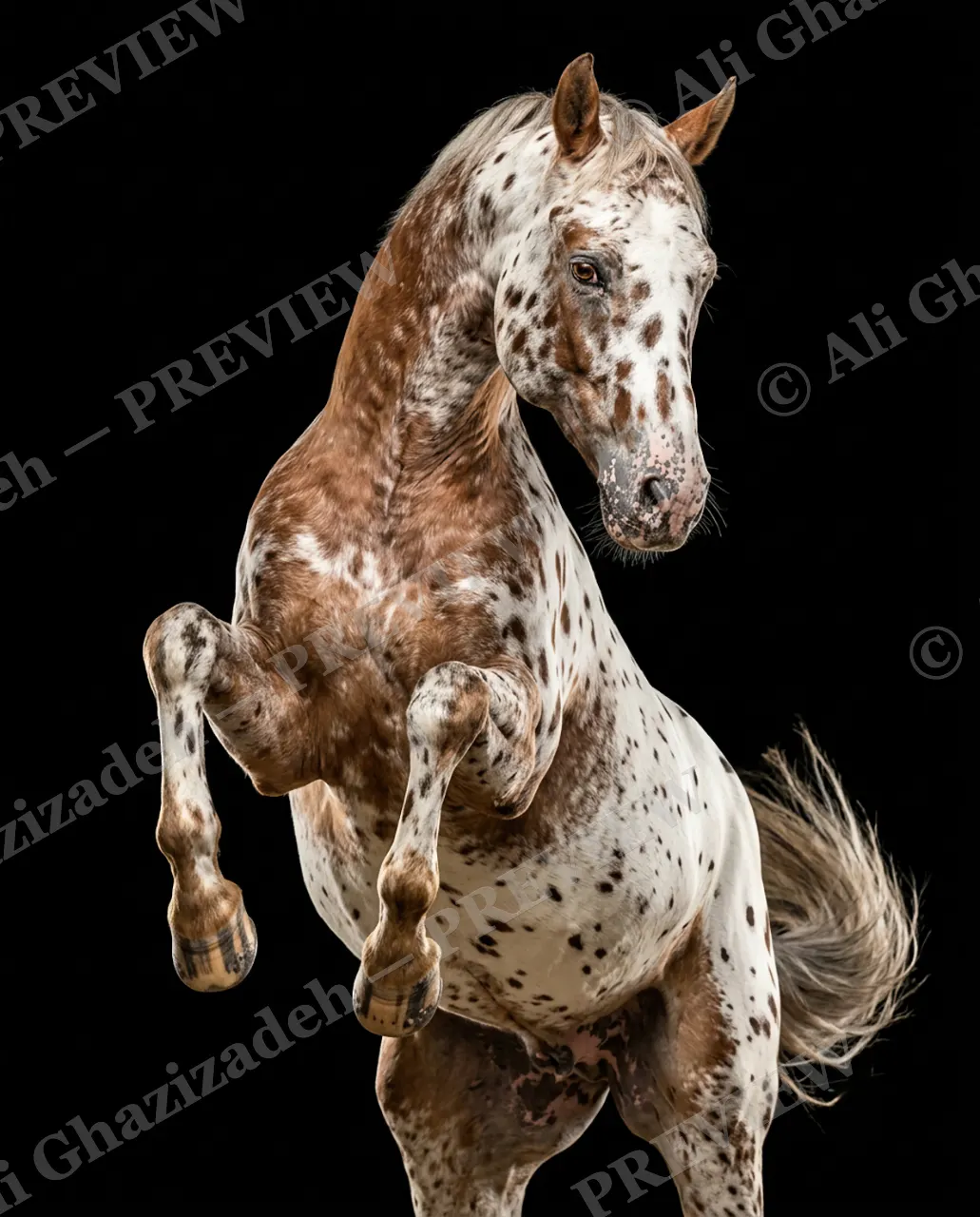 Mane Attraction — Spotted and Soaring — Horse artwork by Ali Ghazizadeh