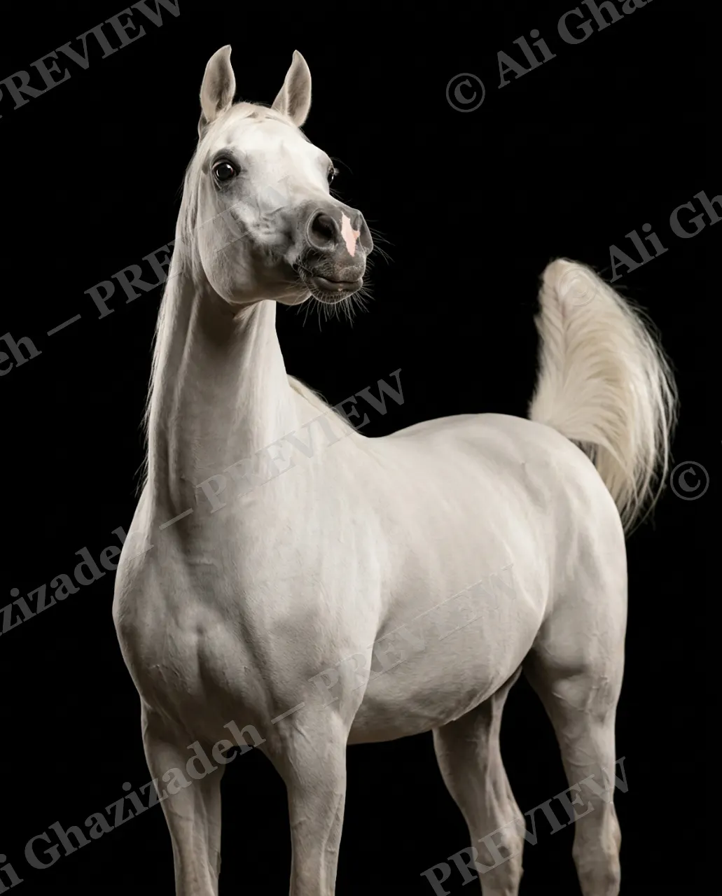 Mane Attraction — Tail Held High — Horse artwork by Ali Ghazizadeh