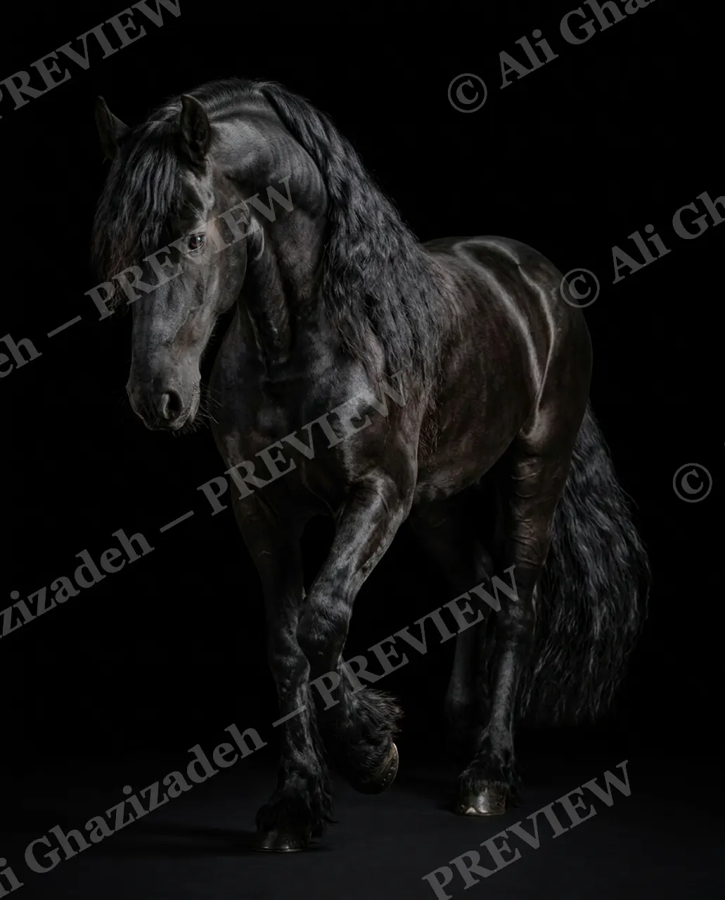 Mane Attraction — Walking Shadow — Horse artwork by Ali Ghazizadeh