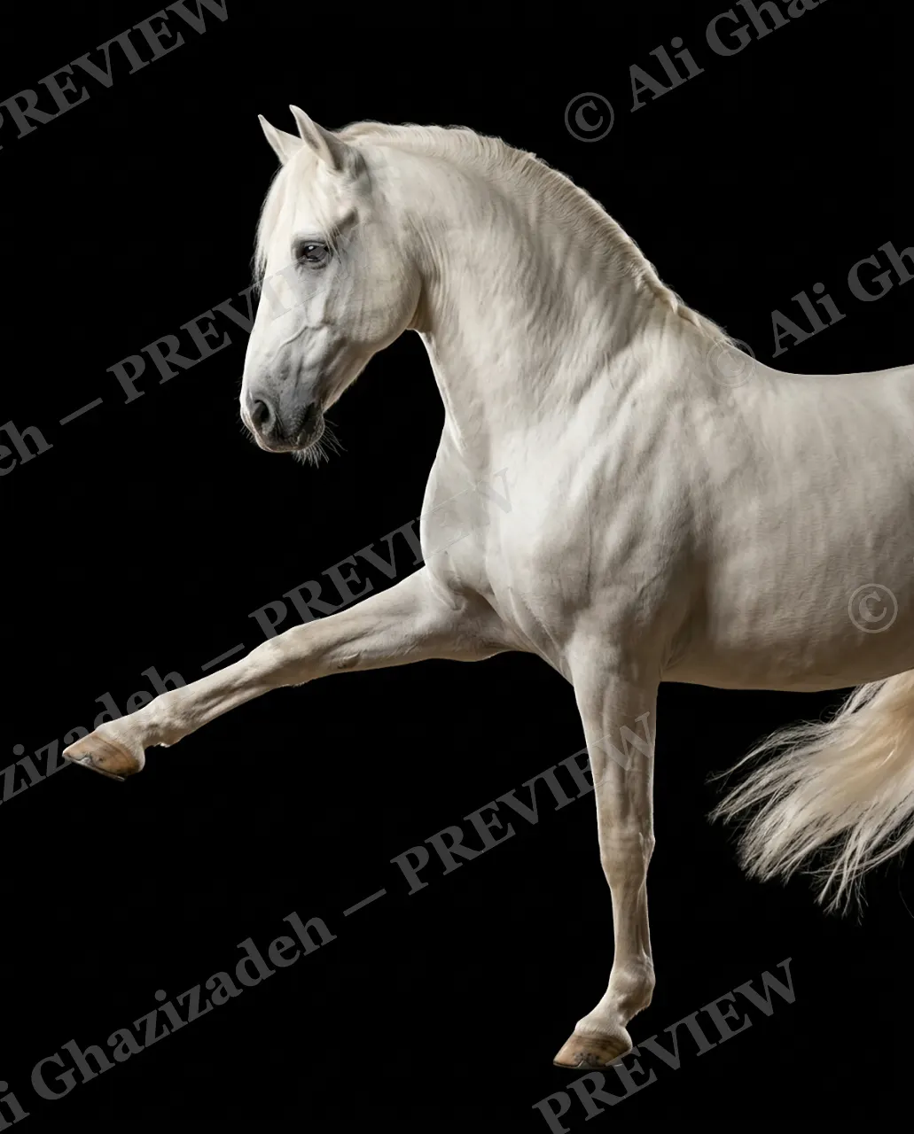 Mane Attraction — White Horse in Stride — Horse artwork by Ali Ghazizadeh