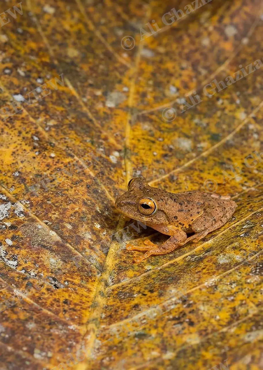 Master of Disguise — Autumn Leaf Impersonator — Frog artwork by Ali Ghazizadeh