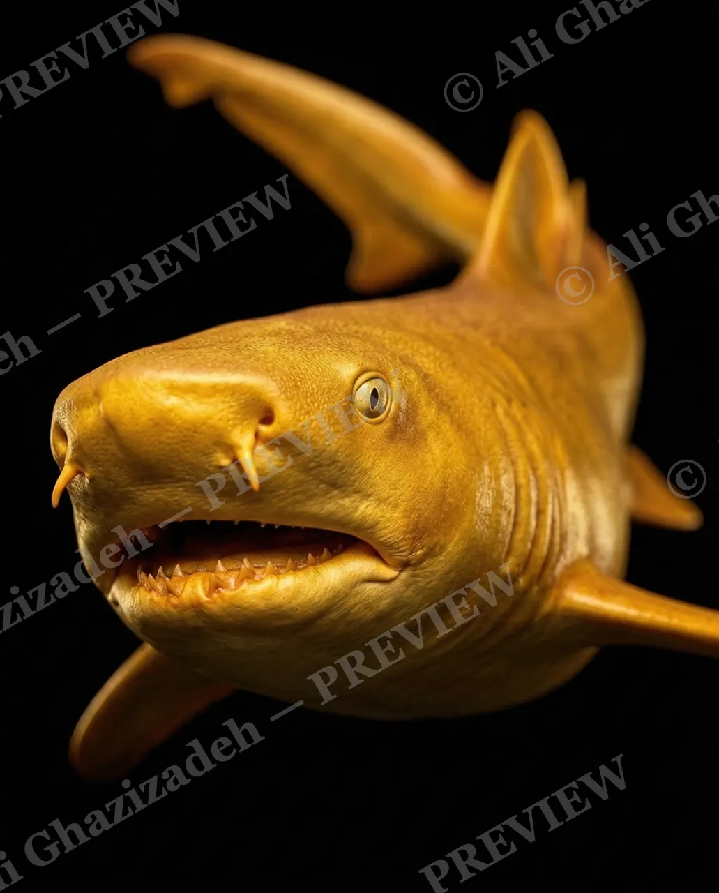 Solid Gold — Full Grin — Nurse shark artwork by Ali Ghazizadeh