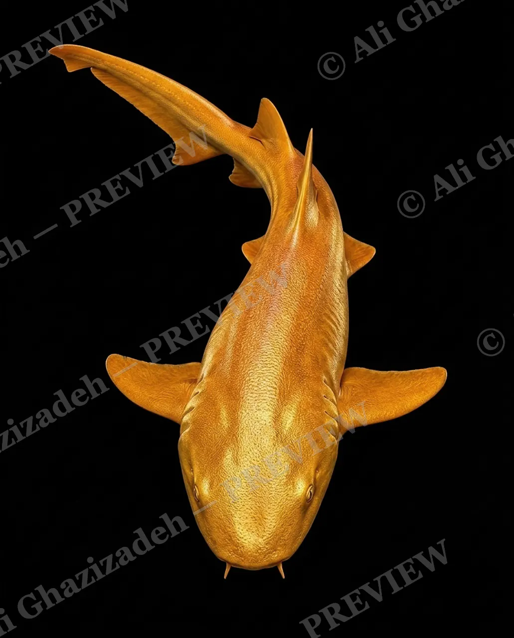 Solid Gold — Giving a Little Wave — Nurse shark artwork by Ali Ghazizadeh
