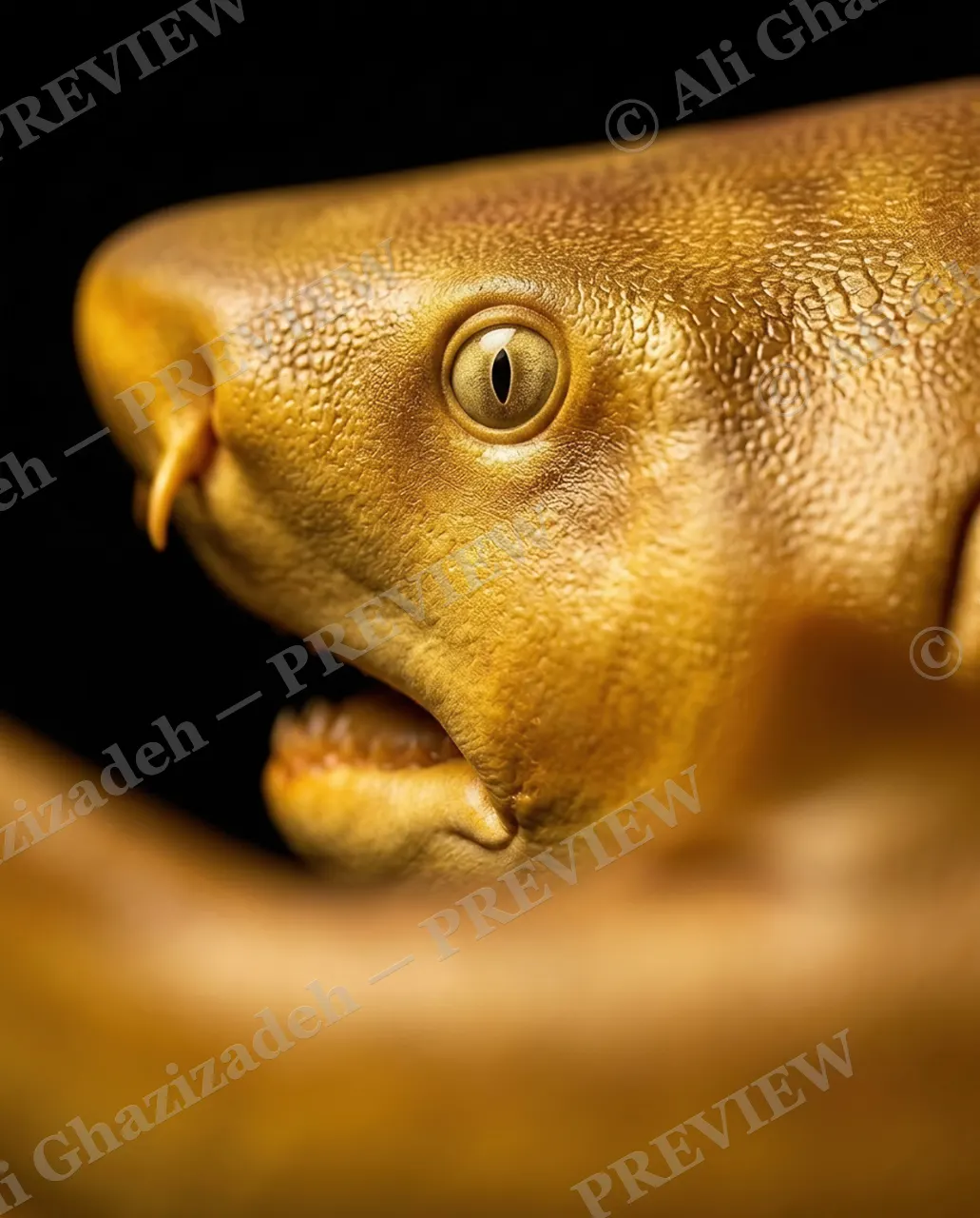 Solid Gold — One Last Look — Nurse shark artwork by Ali Ghazizadeh