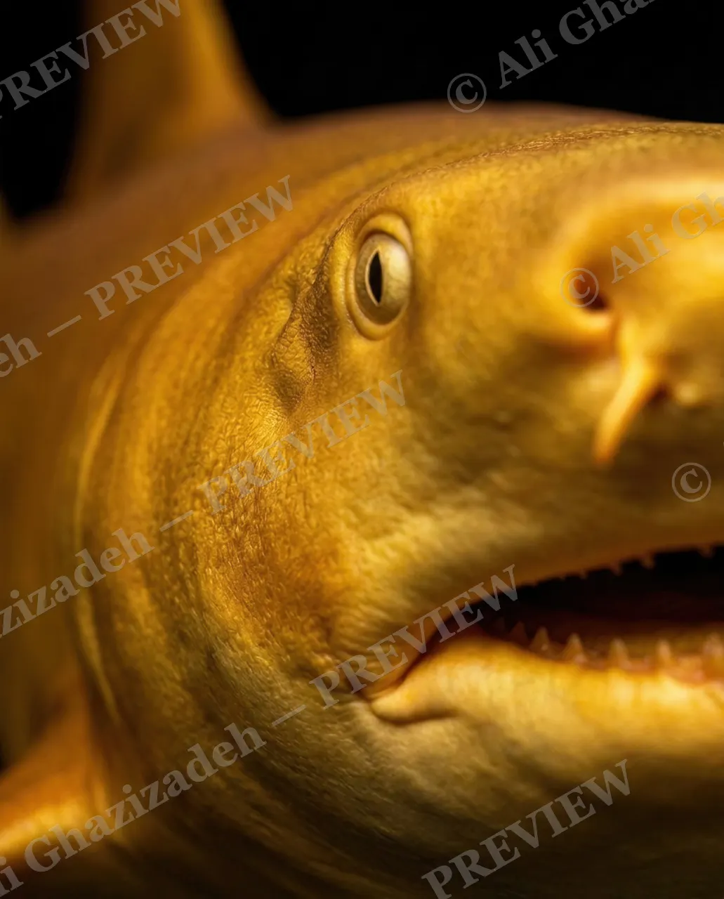 Solid Gold — Soft Focus — Nurse shark artwork by Ali Ghazizadeh