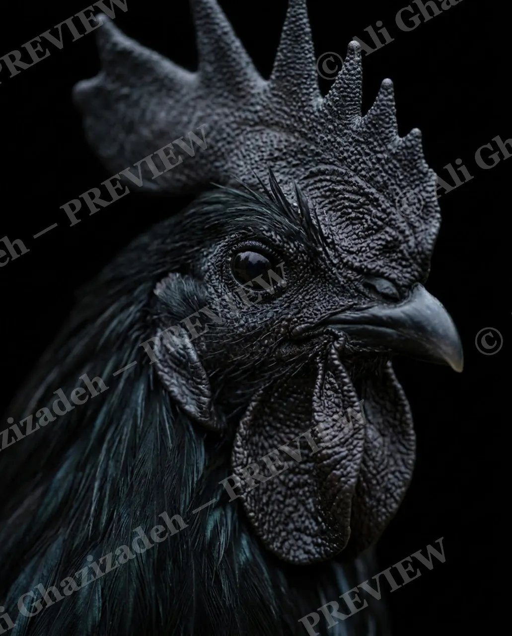 Midnight Monarch — Crowned in Black — Chicken artwork by Ali Ghazizadeh