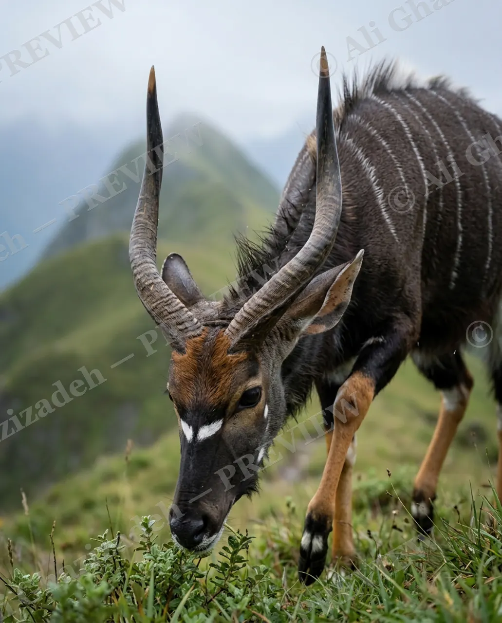 Ghost of the Ridge — Grazing at the Summit — Nyala artwork by Ali Ghazizadeh