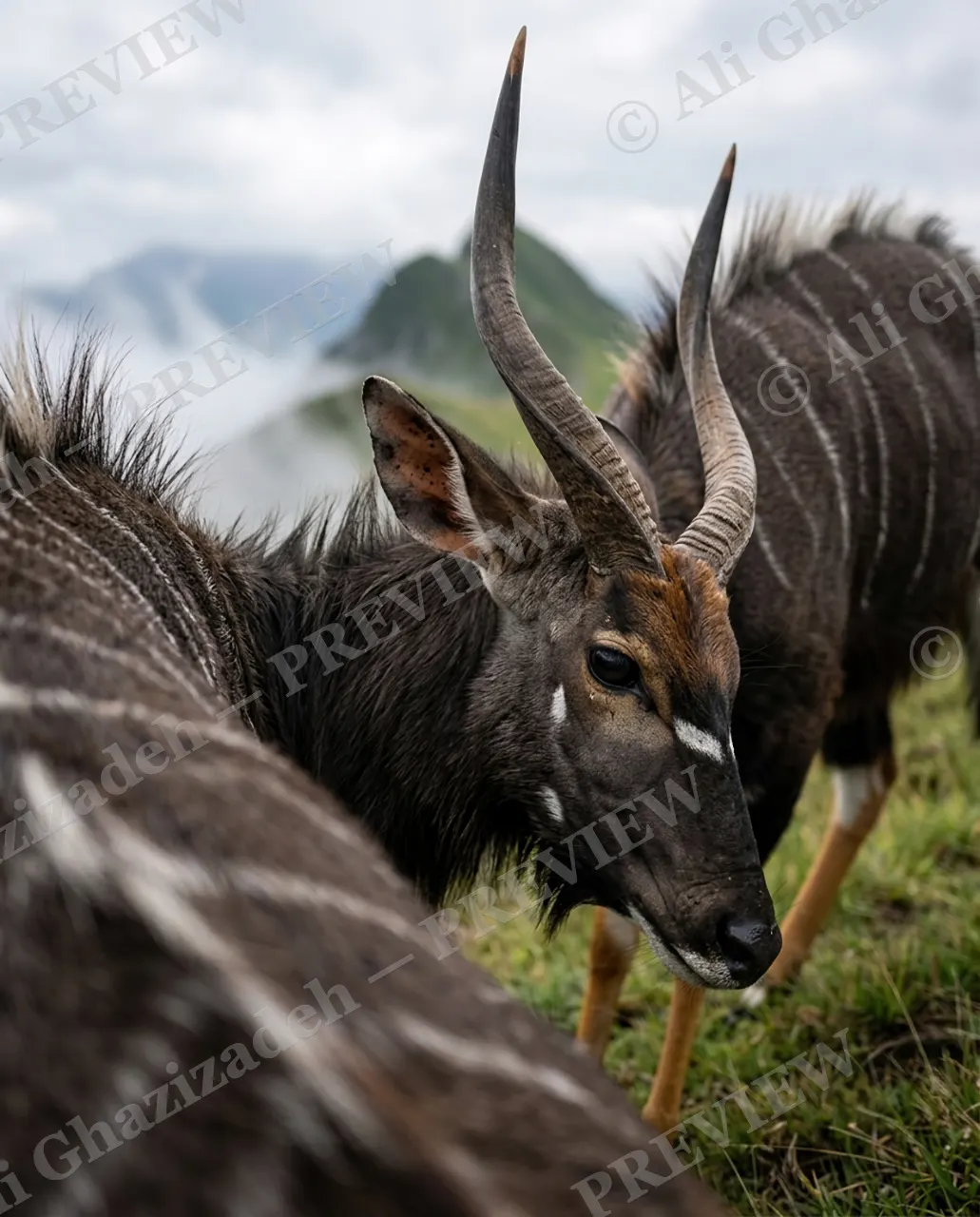 Ghost of the Ridge — Not Alone Up Here — Nyala artwork by Ali Ghazizadeh