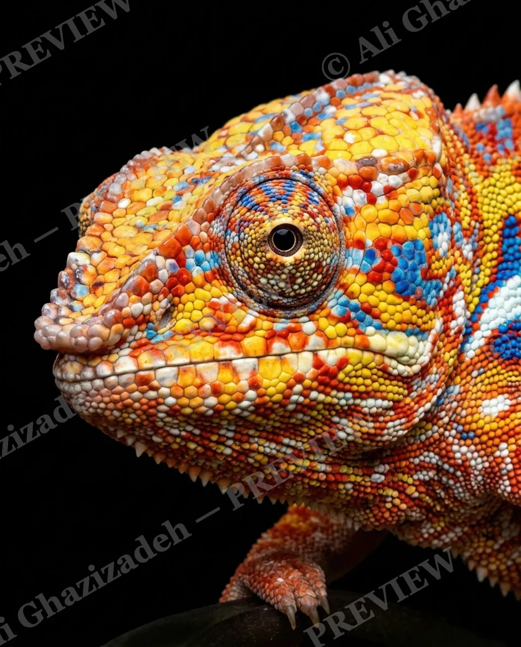 Mood Ring — Golden Grip — Chameleon artwork by Ali Ghazizadeh