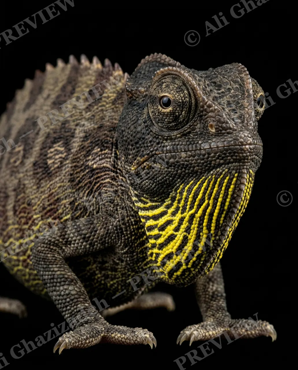 Mood Ring — Golden Throat — Chameleon artwork by Ali Ghazizadeh