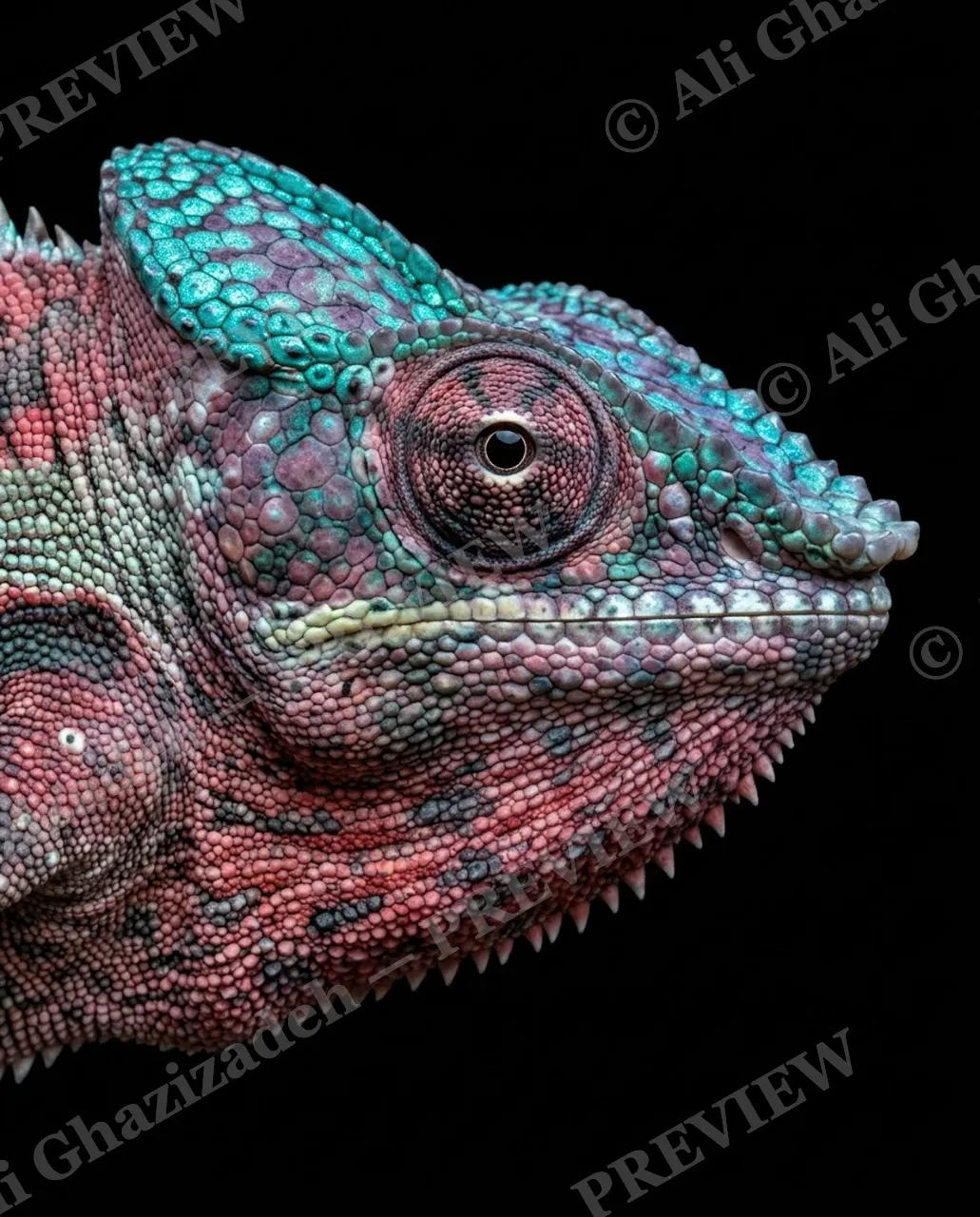 Mood Ring — Rose Into Teal — Chameleon artwork by Ali Ghazizadeh