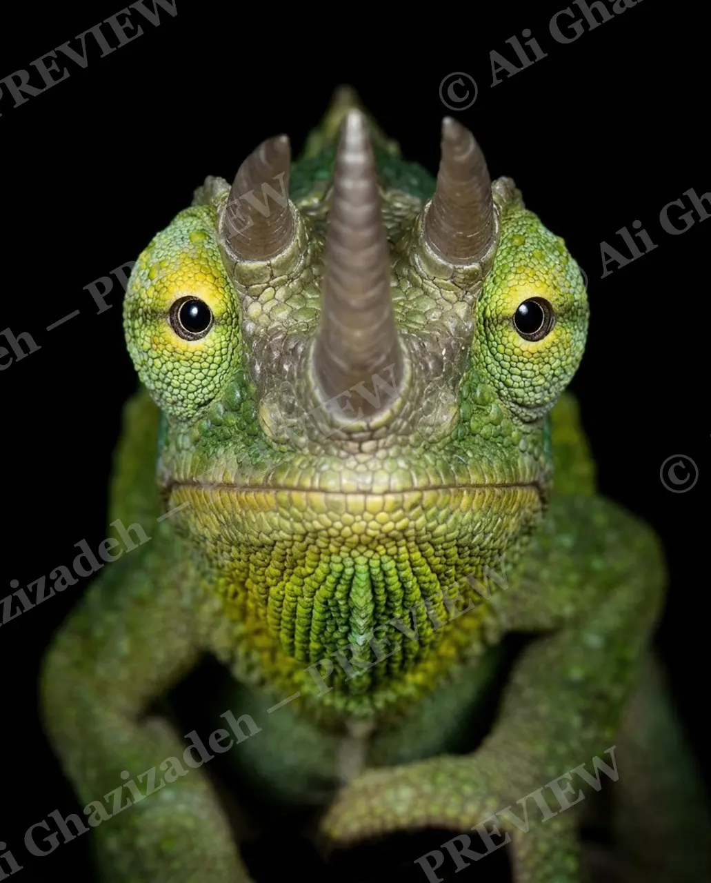 Mood Ring — Twin Horns — Chameleon artwork by Ali Ghazizadeh