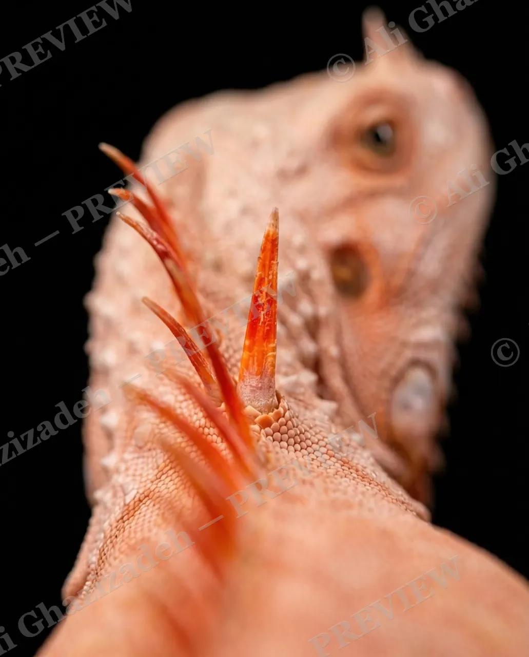 Scale of Colors — Blush Spines — Green iguana artwork by Ali Ghazizadeh