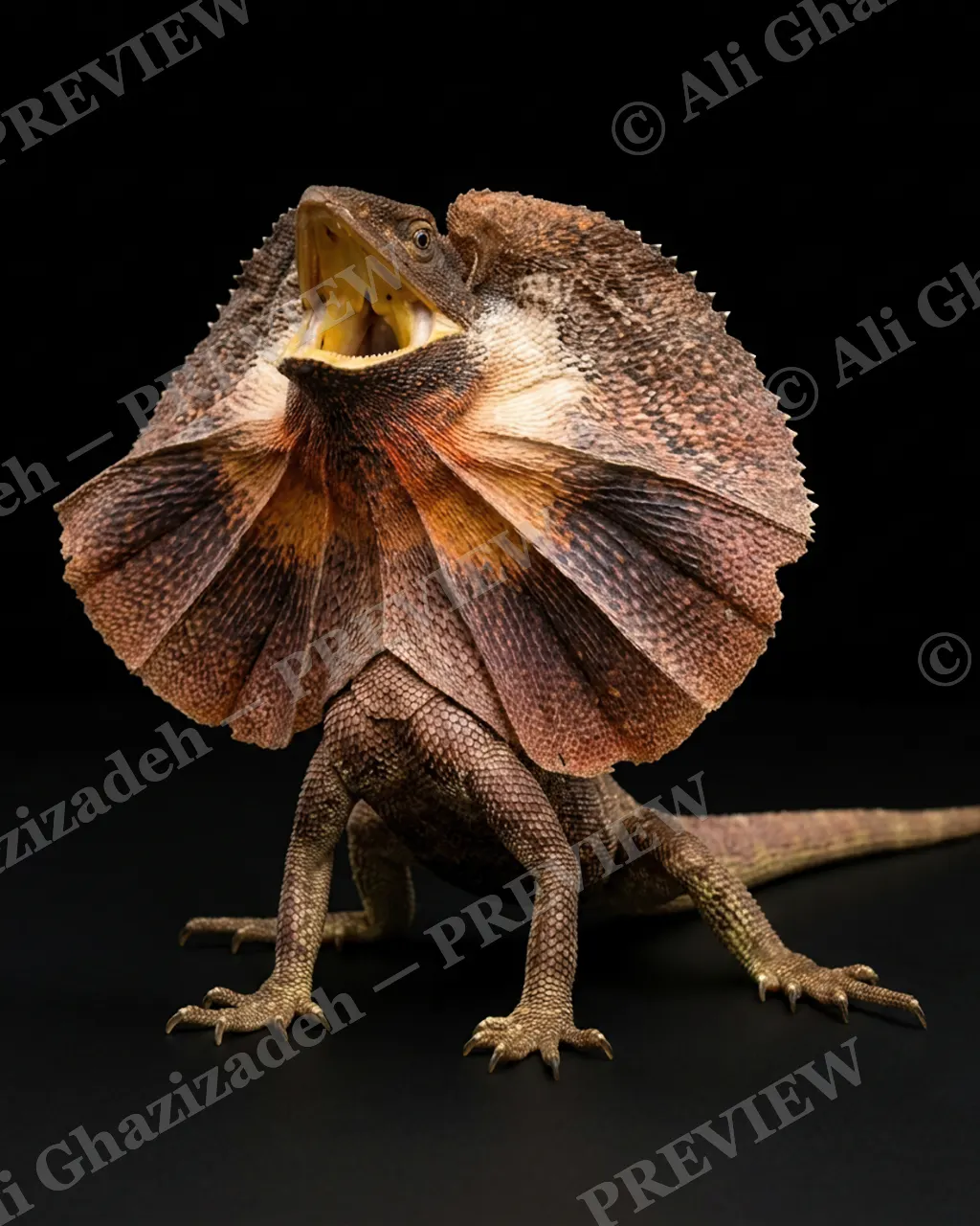 Scale of Colors — Bronze Frill Display — Green iguana artwork by Ali Ghazizadeh