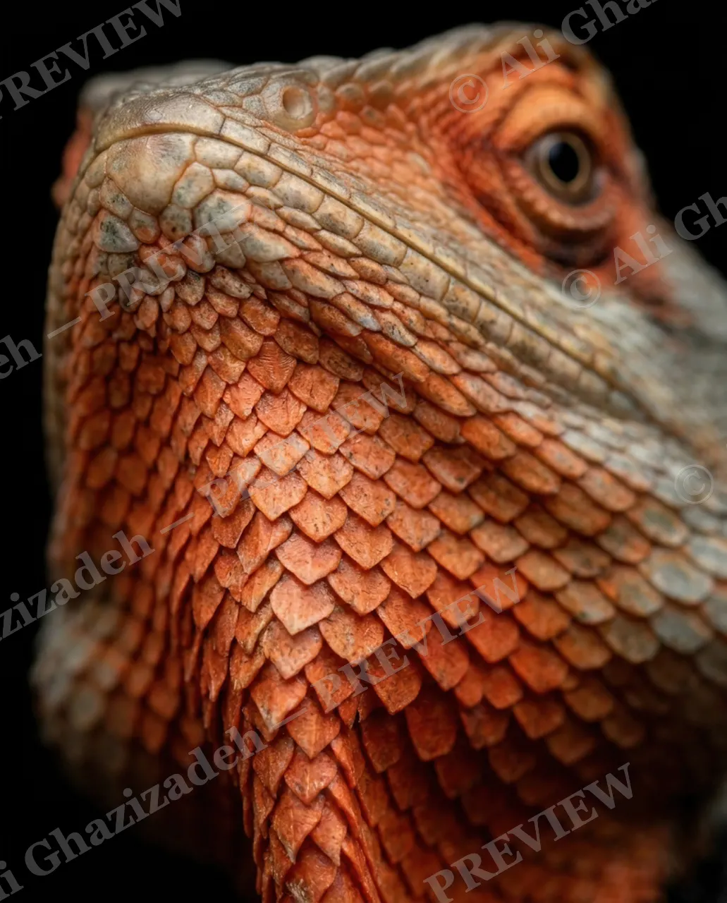 Scale of Colors — Copper Crest — Green iguana artwork by Ali Ghazizadeh