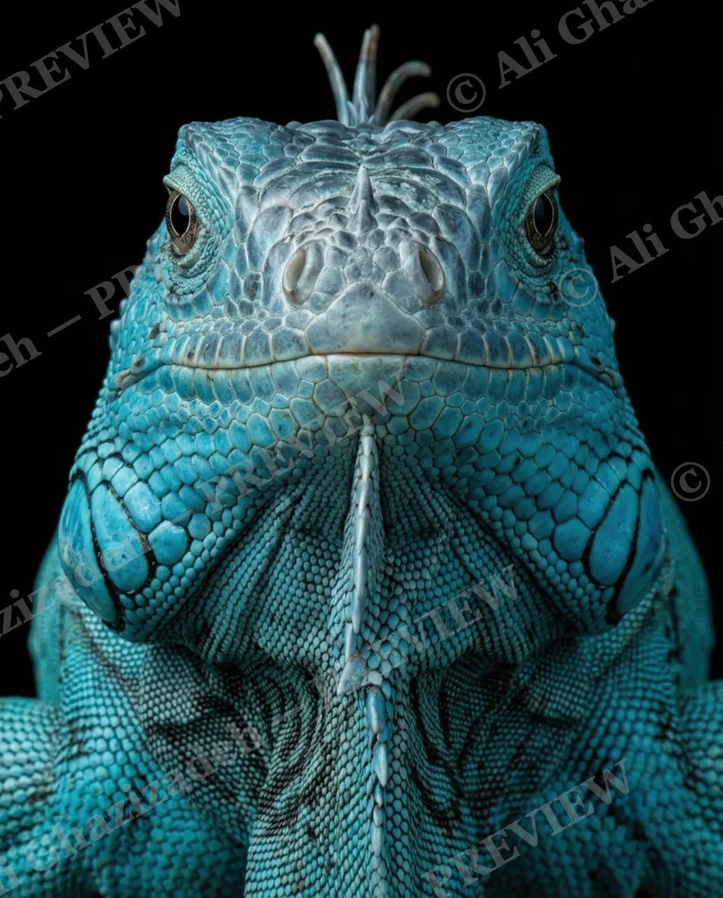 Scale of Colors — Ice Crown — Green iguana artwork by Ali Ghazizadeh