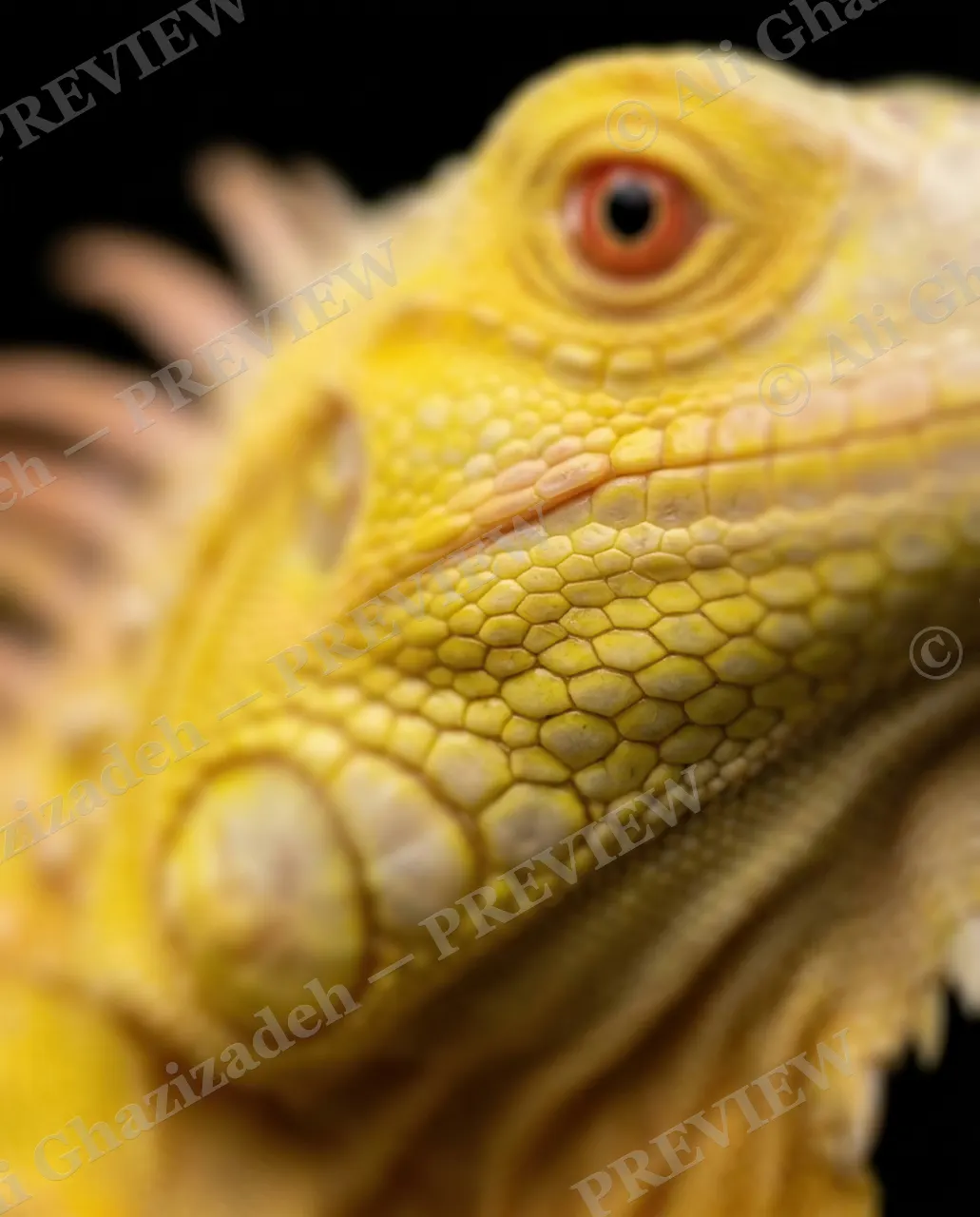 Scale of Colors — Ivory Gold — Green iguana artwork by Ali Ghazizadeh