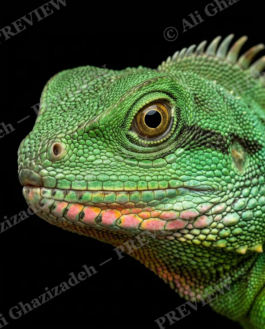Scale of Colors — Jade Blush — Green iguana artwork by Ali Ghazizadeh