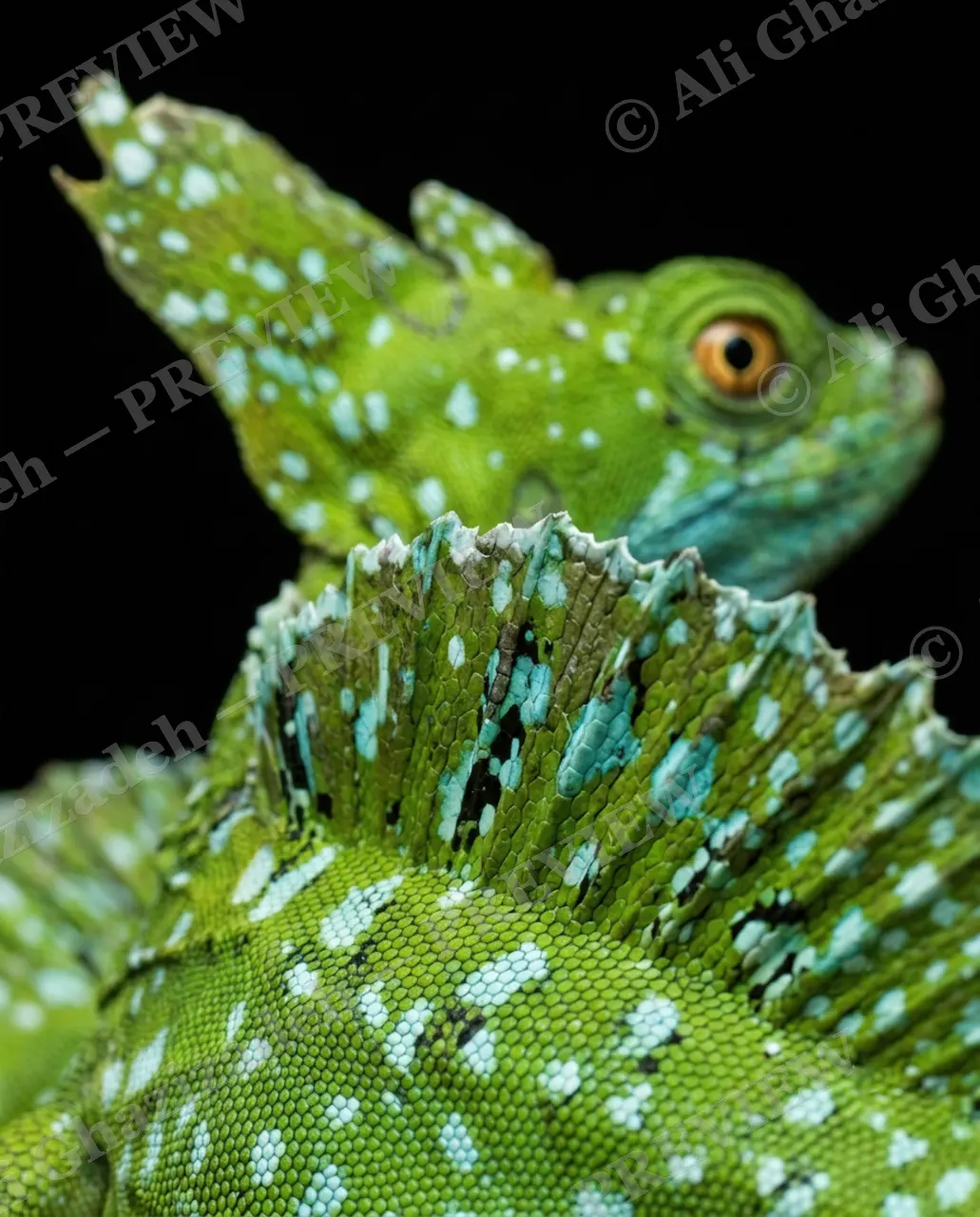 Scale of Colors — Mint Crown — Green iguana artwork by Ali Ghazizadeh