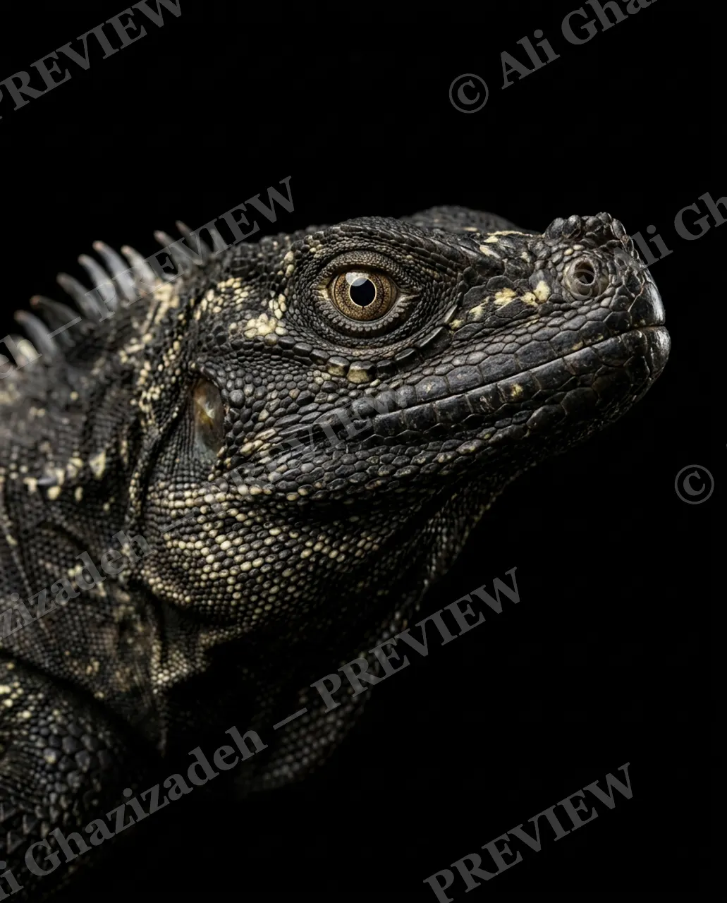 Scale of Colors — Onyx and Gold — Green iguana artwork by Ali Ghazizadeh