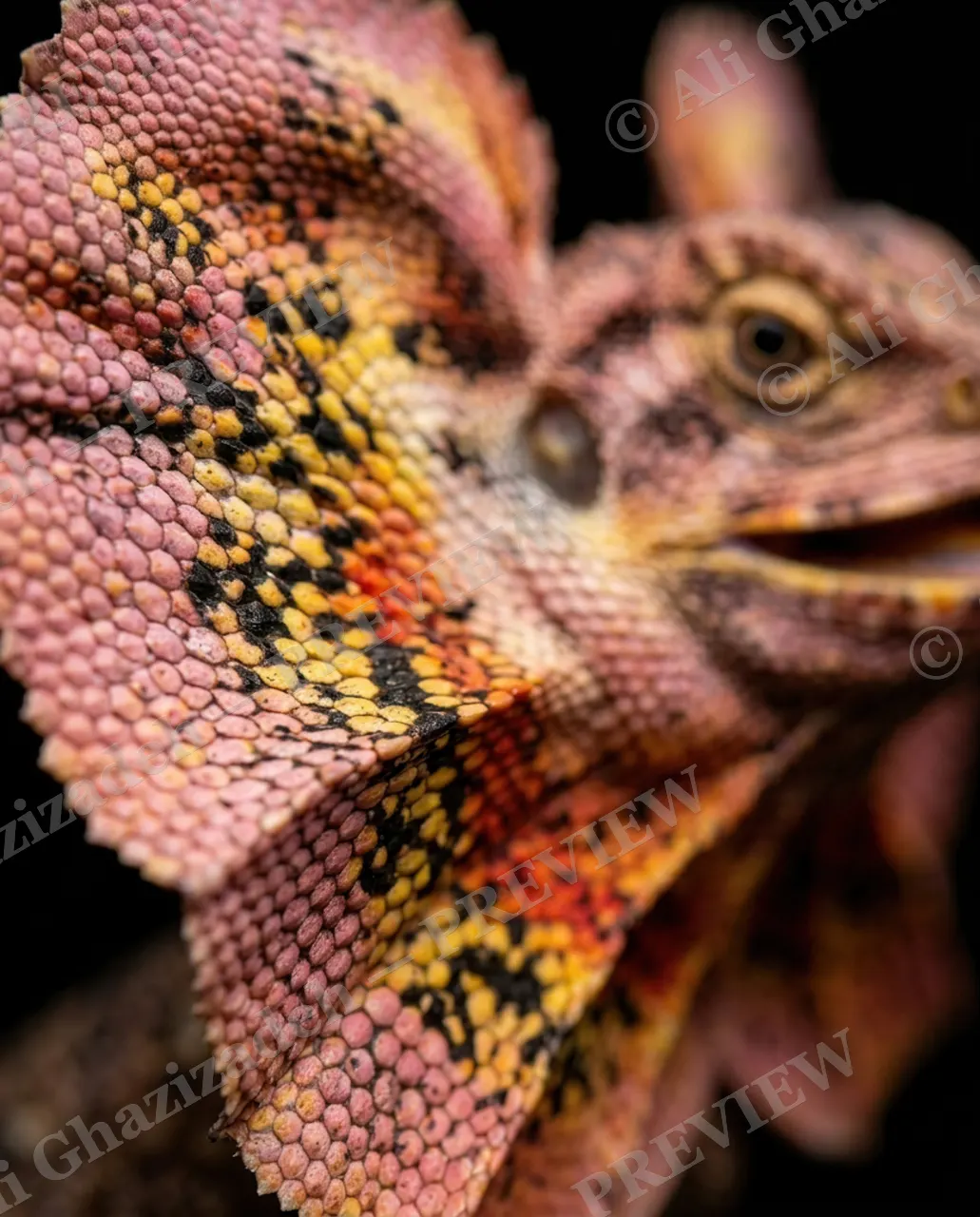 Scale of Colors — Rose Ember — Green iguana artwork by Ali Ghazizadeh