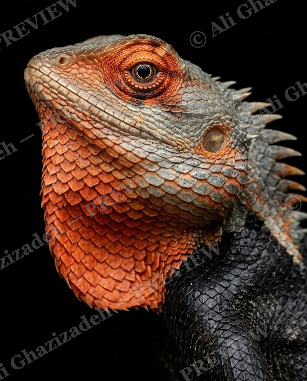 Scale of Colors — Rust Profile — Green iguana artwork by Ali Ghazizadeh