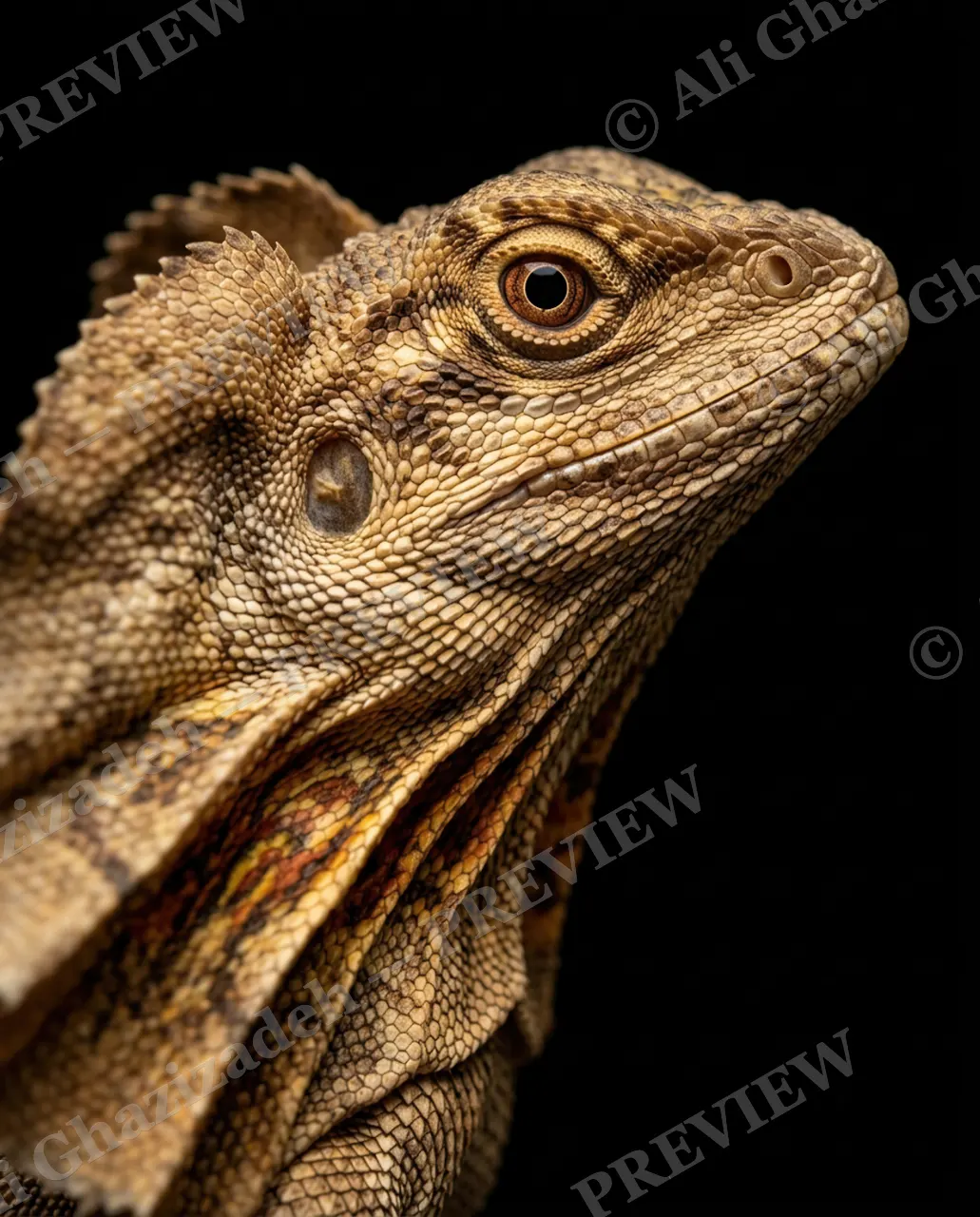 Scale of Colors — Sandstone Profile — Green iguana artwork by Ali Ghazizadeh