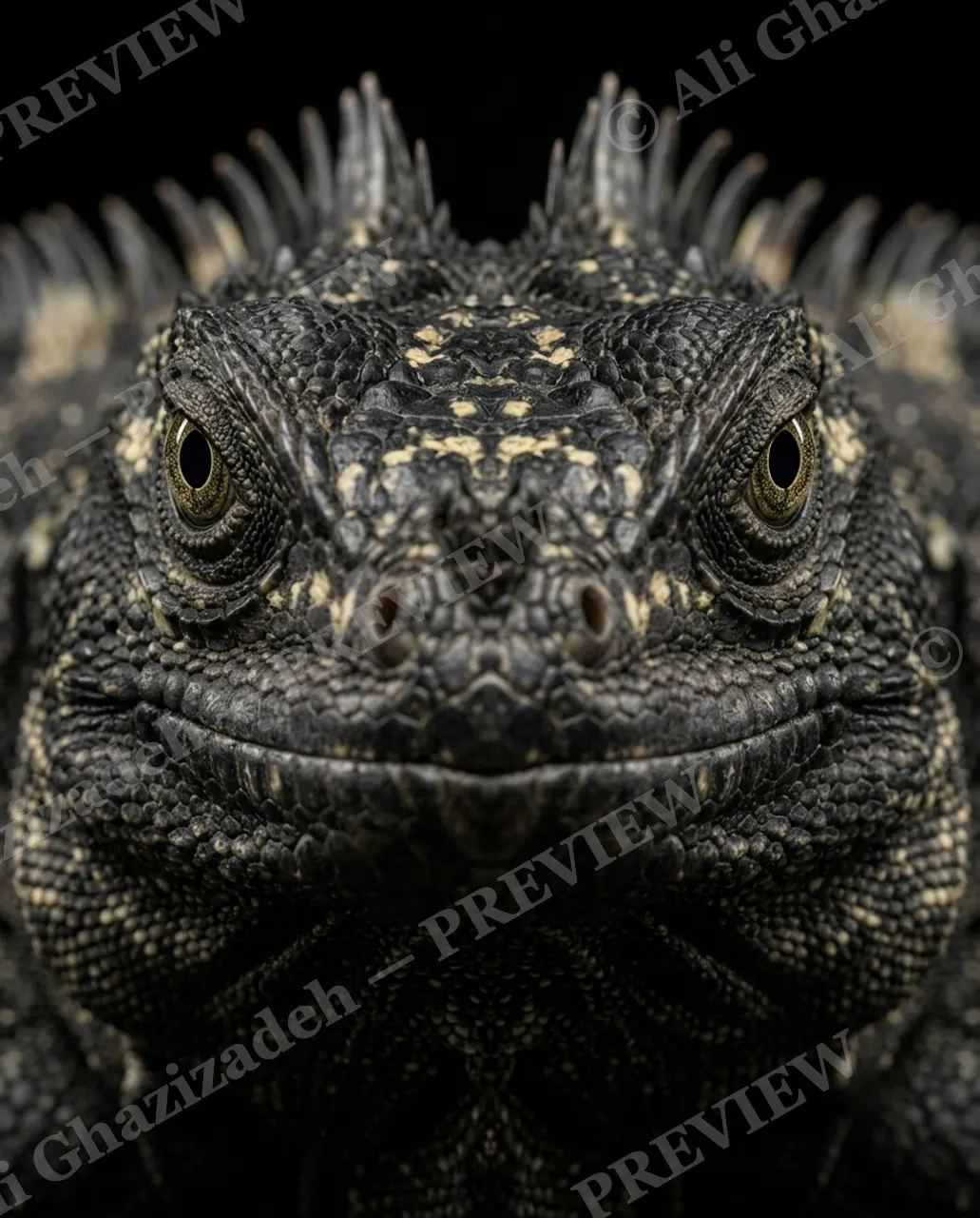 Scale of Colors — Shadow Crown — Green iguana artwork by Ali Ghazizadeh