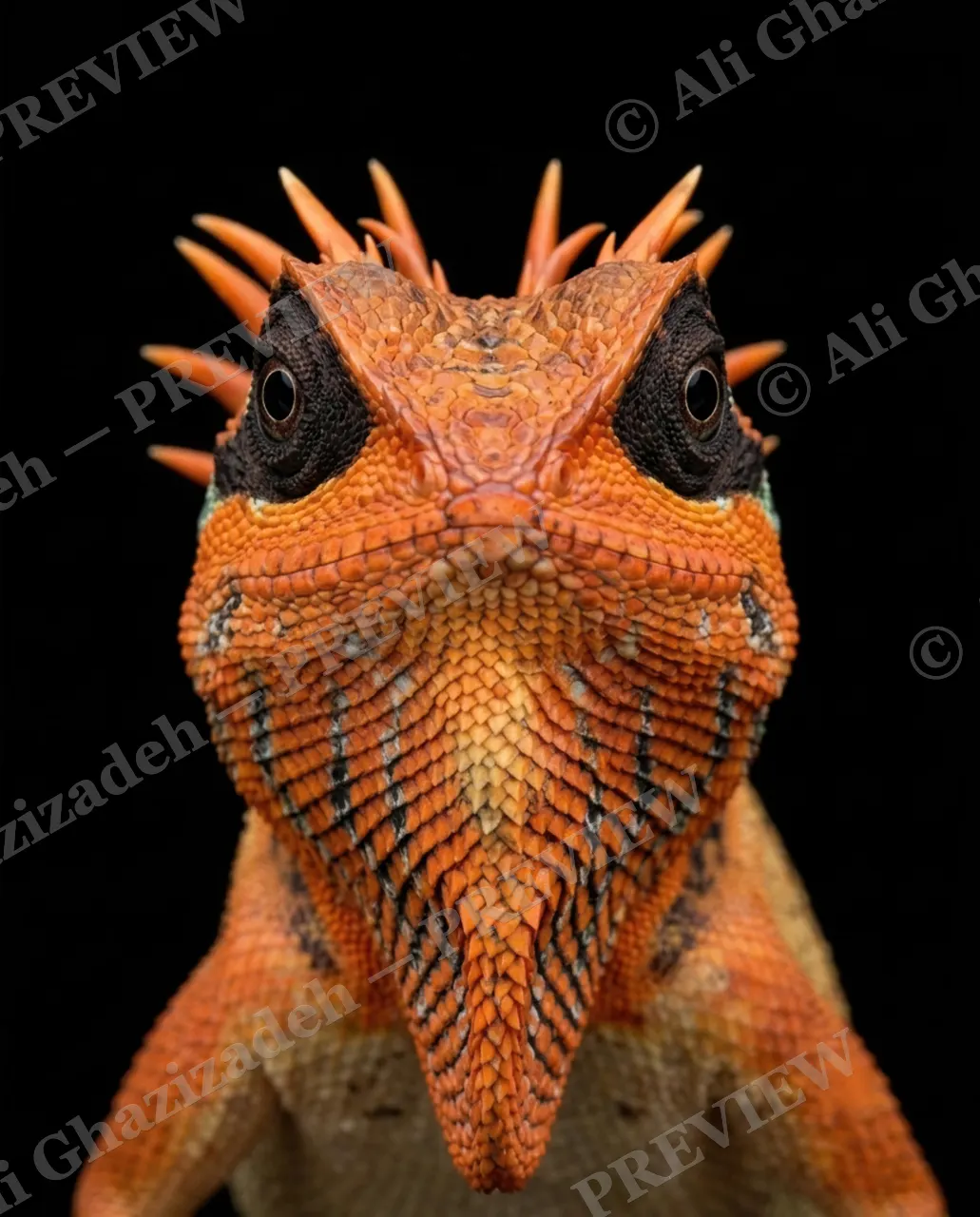 Scale of Colors — Sunrise Crown — Green iguana artwork by Ali Ghazizadeh
