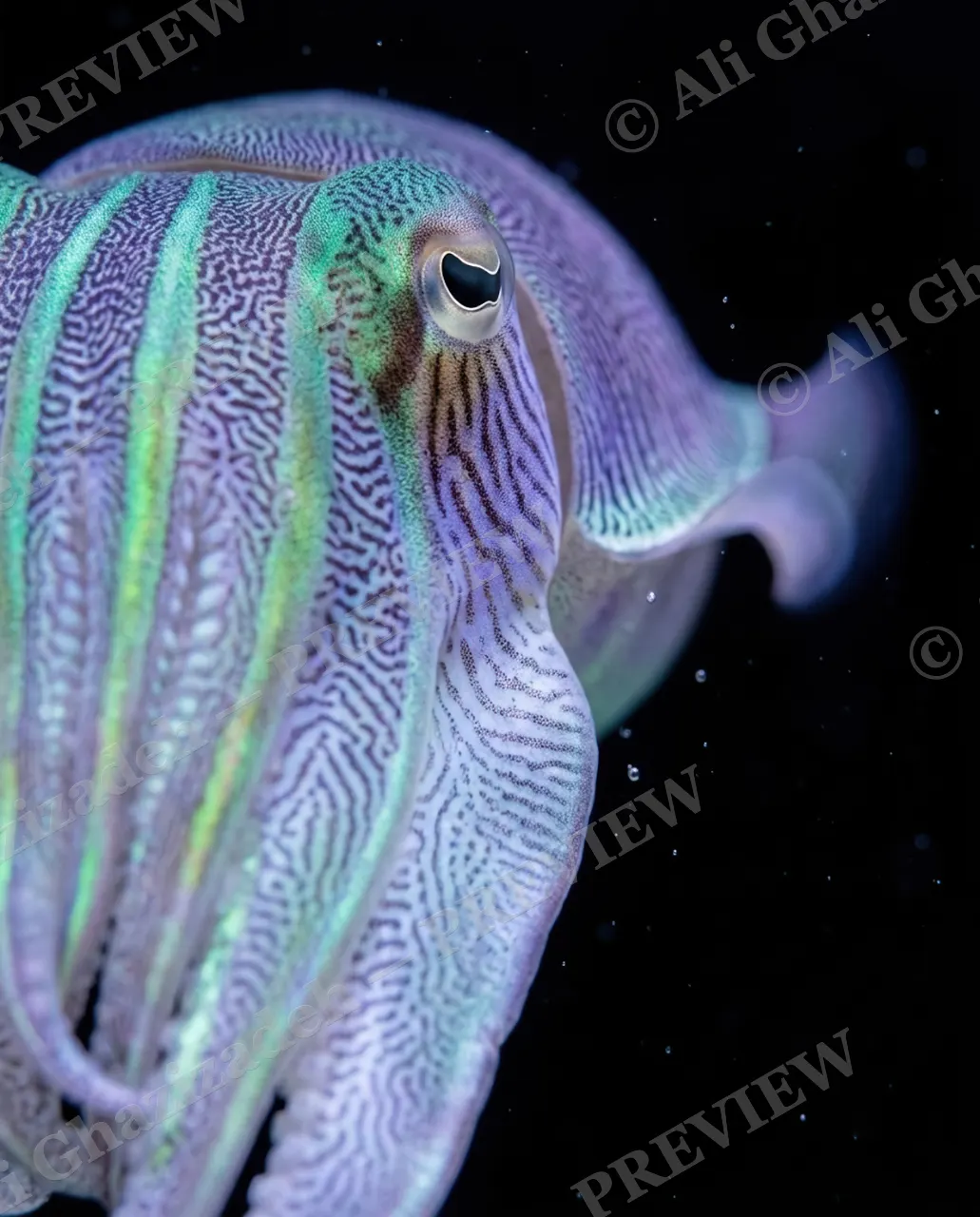 True Colors — Flaring Stripes — Cuttlefish artwork by Ali Ghazizadeh