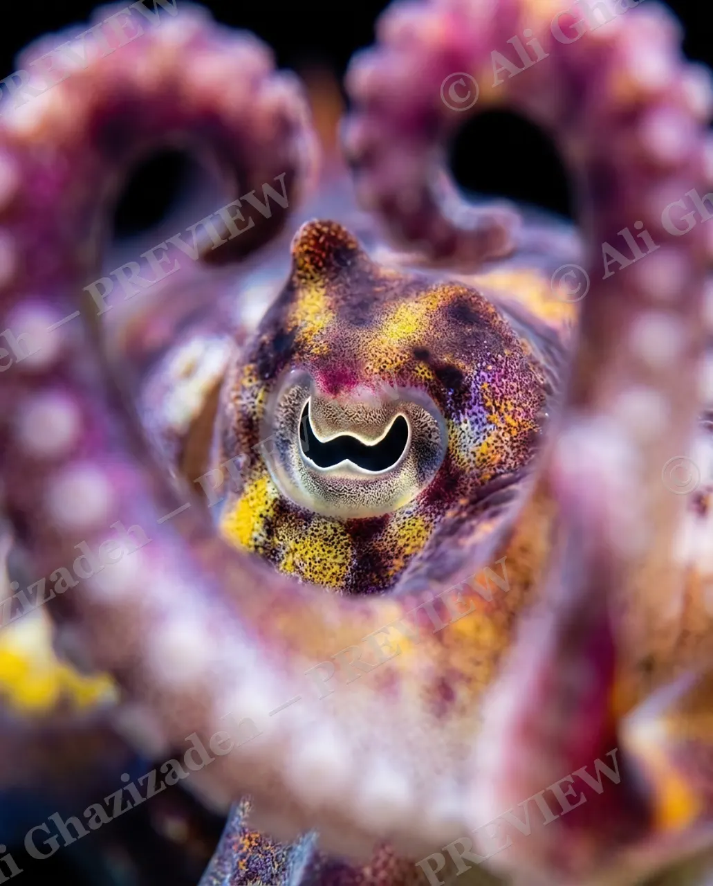 True Colors — Framed by Arms — Cuttlefish artwork by Ali Ghazizadeh
