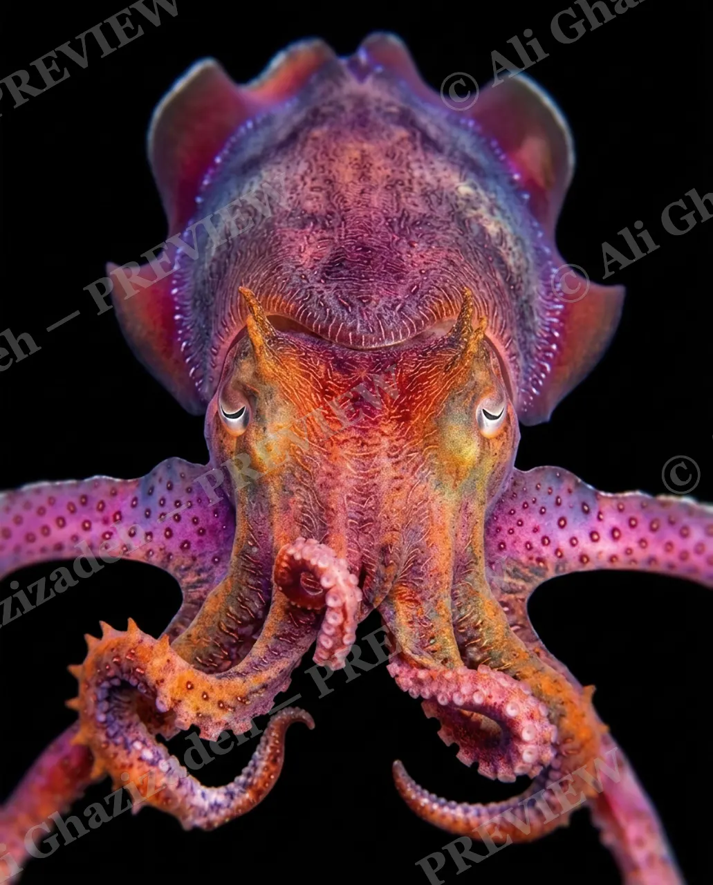 True Colors — Full Display — Cuttlefish artwork by Ali Ghazizadeh