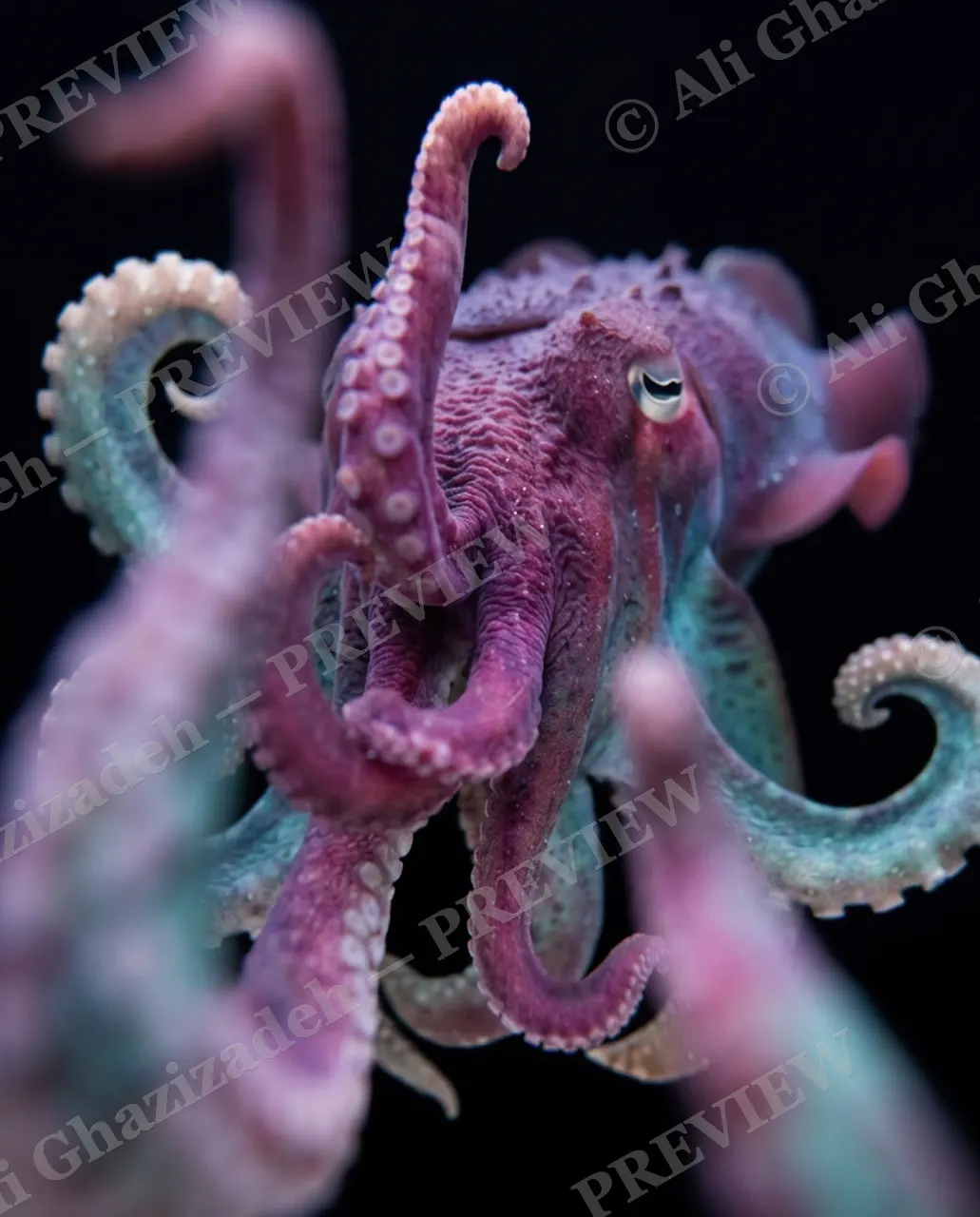True Colors — Magenta Flourish — Cuttlefish artwork by Ali Ghazizadeh