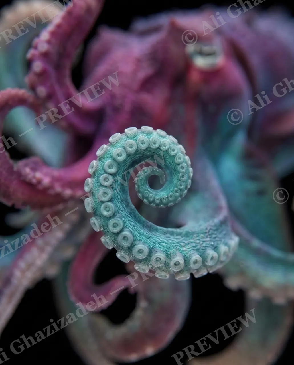 True Colors — One Curled Arm — Cuttlefish artwork by Ali Ghazizadeh
