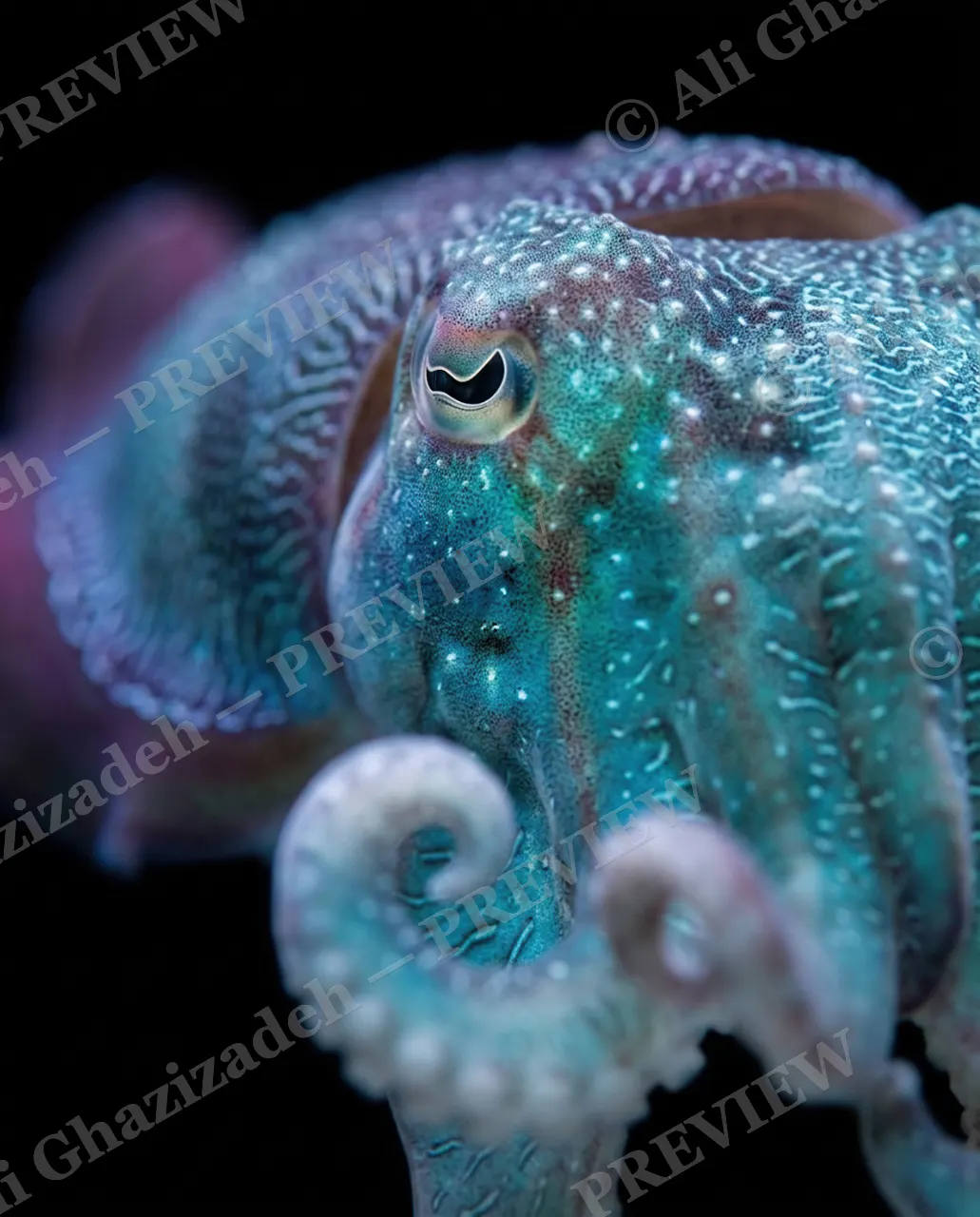 True Colors — Turning Teal — Cuttlefish artwork by Ali Ghazizadeh