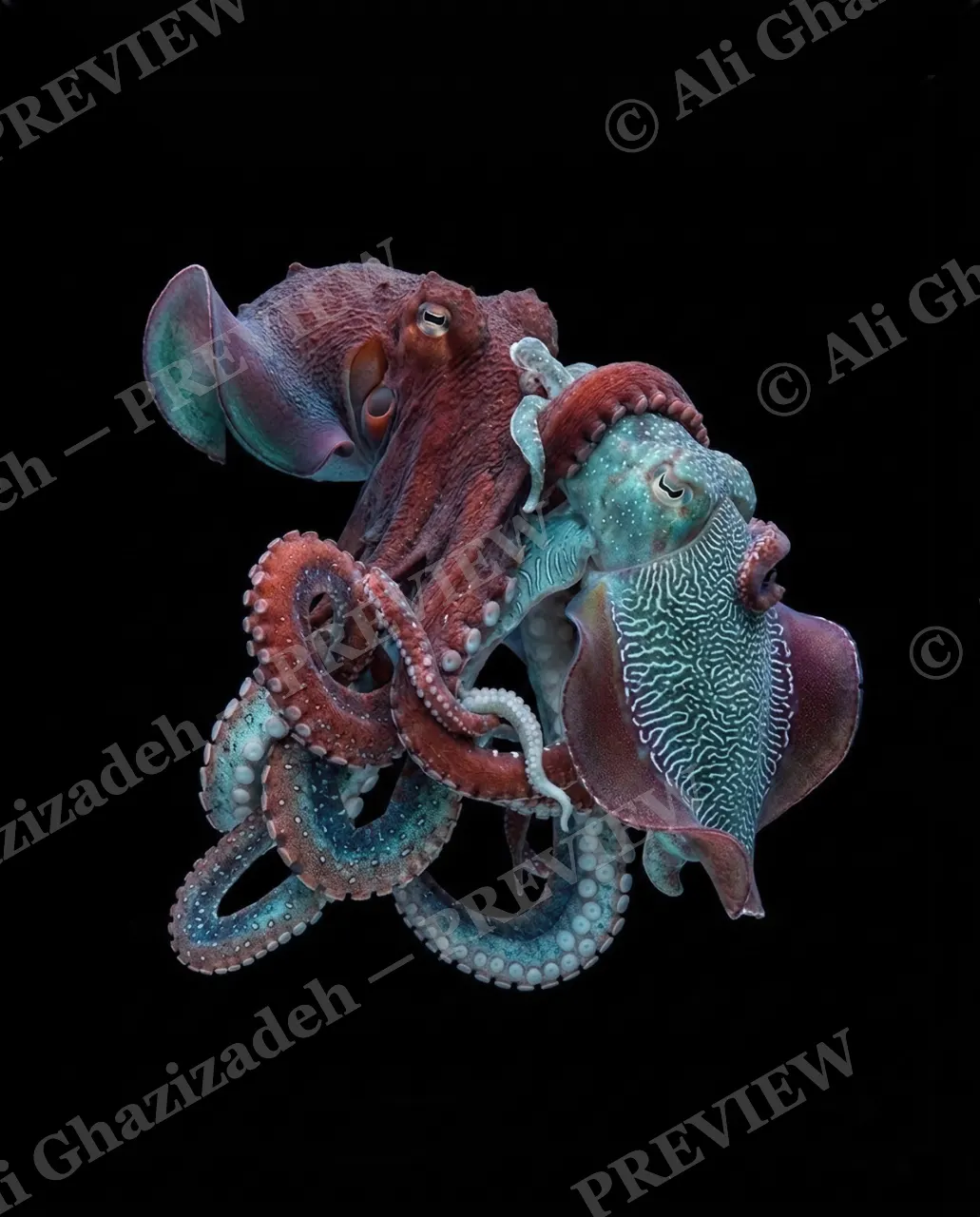 True Colors — Two Palettes Meet — Cuttlefish artwork by Ali Ghazizadeh