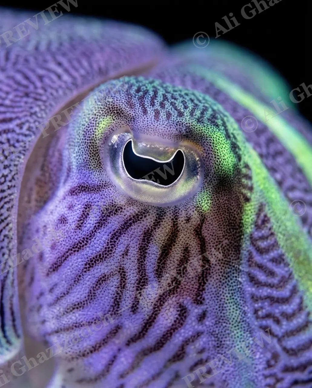 True Colors — Violet Close-Up — Cuttlefish artwork by Ali Ghazizadeh