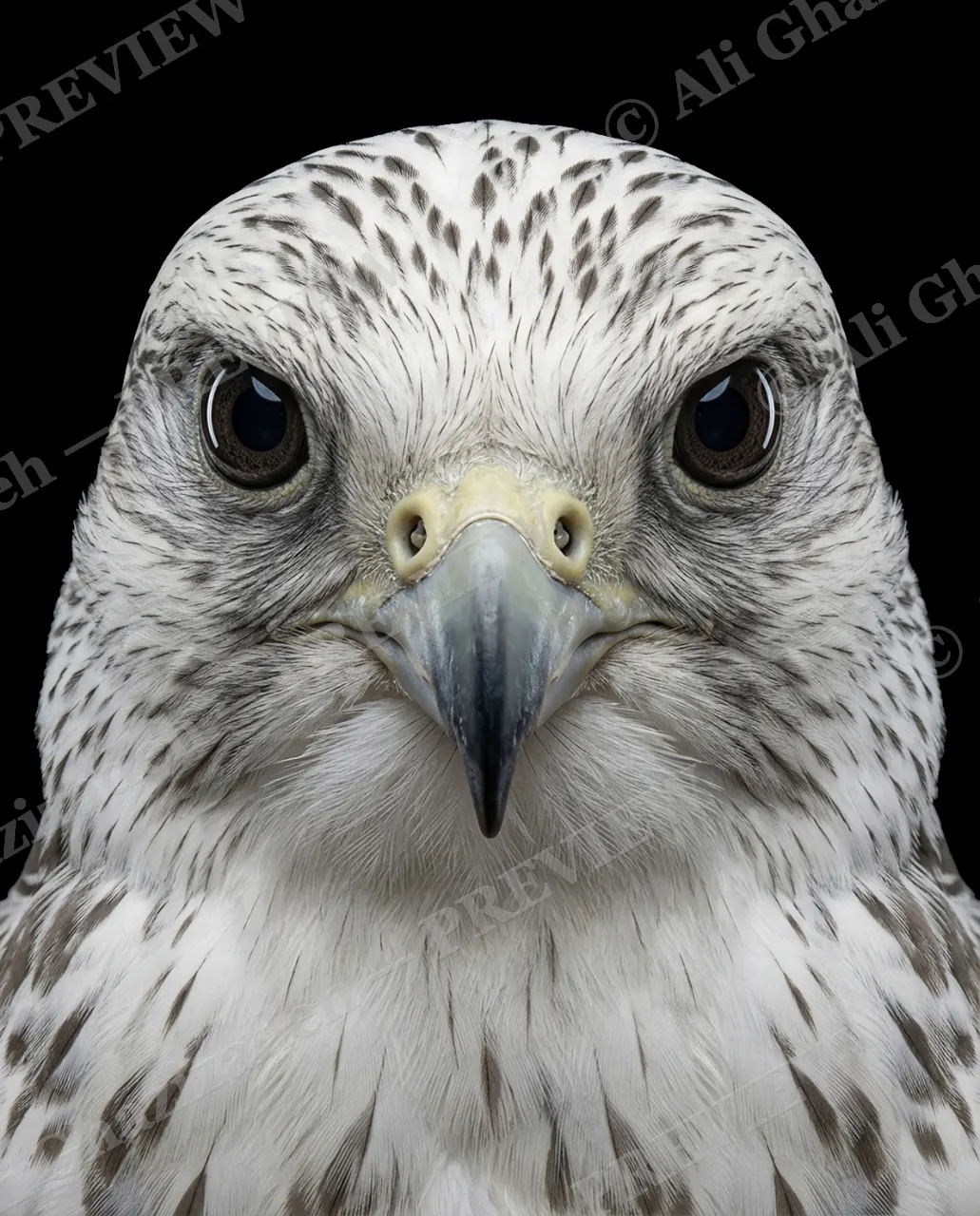 Faces of Prey — Arctic White — Peregrine falcon artwork by Ali Ghazizadeh