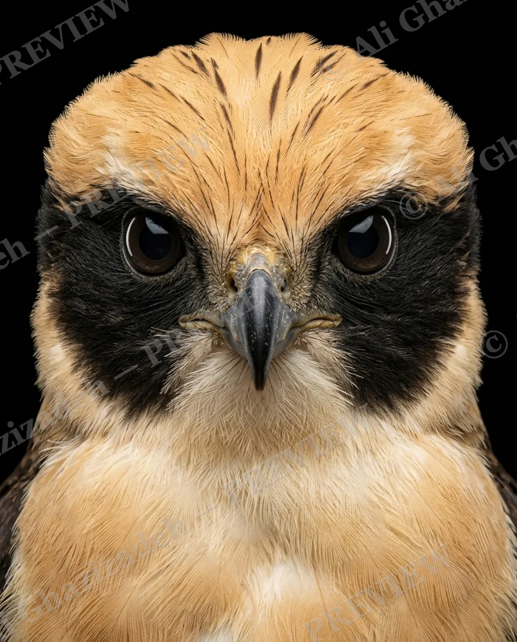 Faces of Prey — Bandit Mask — Peregrine falcon artwork by Ali Ghazizadeh