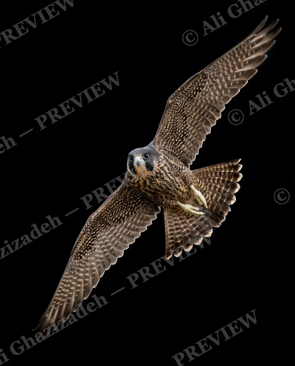 Faces of Prey — Banking Hard — Peregrine falcon artwork by Ali Ghazizadeh