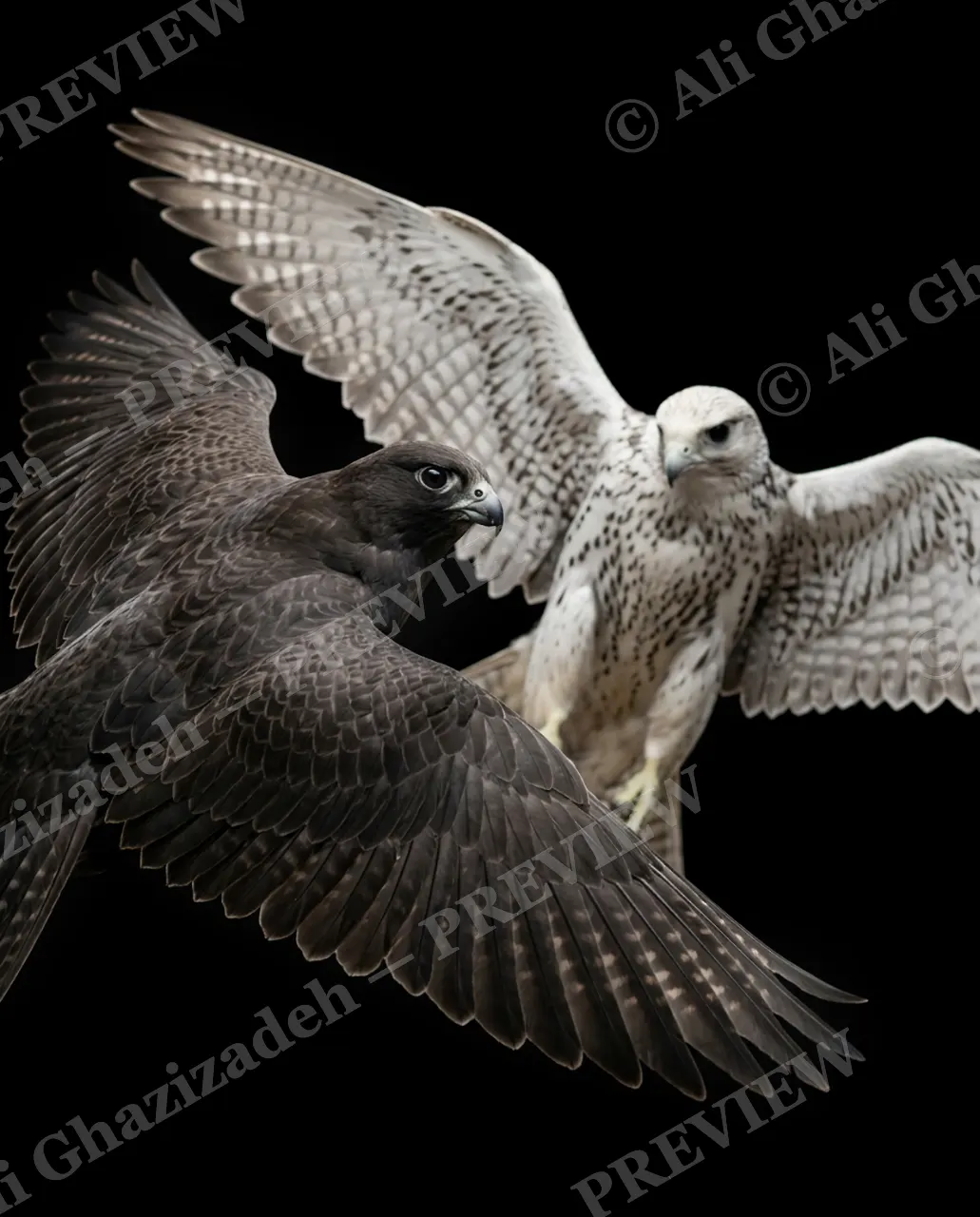 Faces of Prey — Dark Meets Light — Peregrine falcon artwork by Ali Ghazizadeh