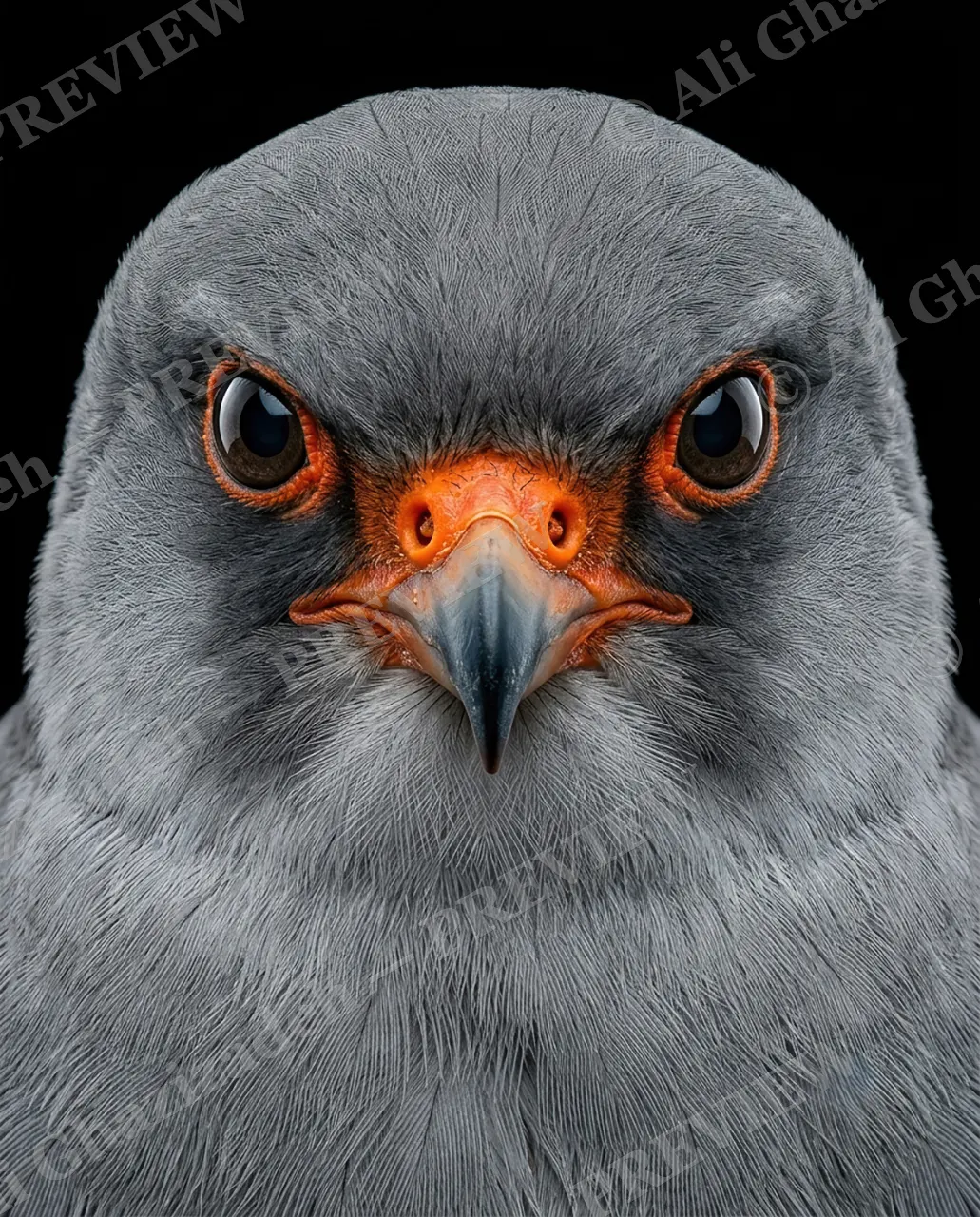 Faces of Prey — Fire-Rimmed Eyes — Peregrine falcon artwork by Ali Ghazizadeh