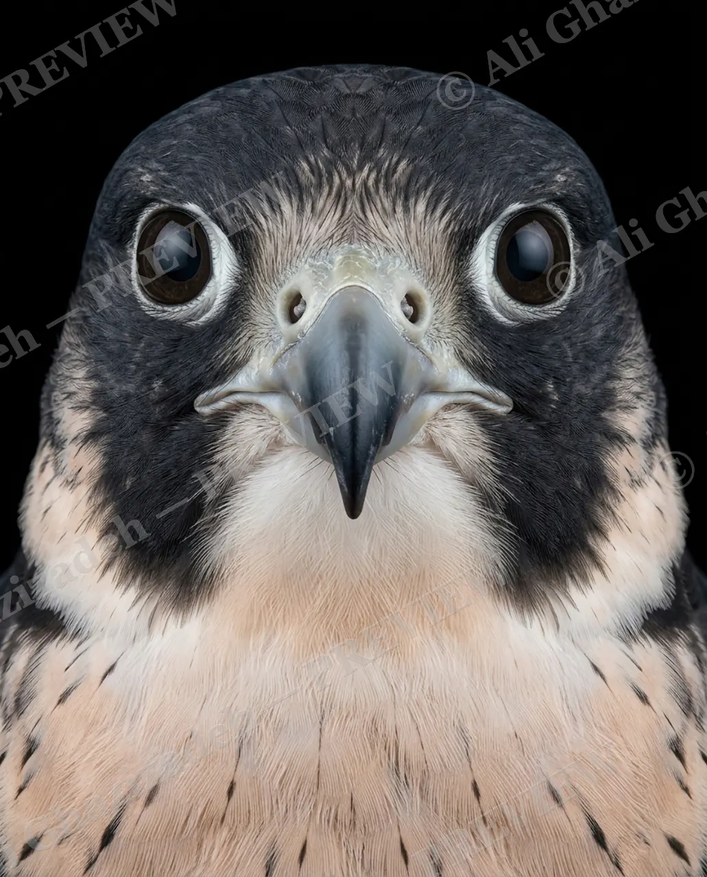 Faces of Prey — Hooded and Alert — Peregrine falcon artwork by Ali Ghazizadeh