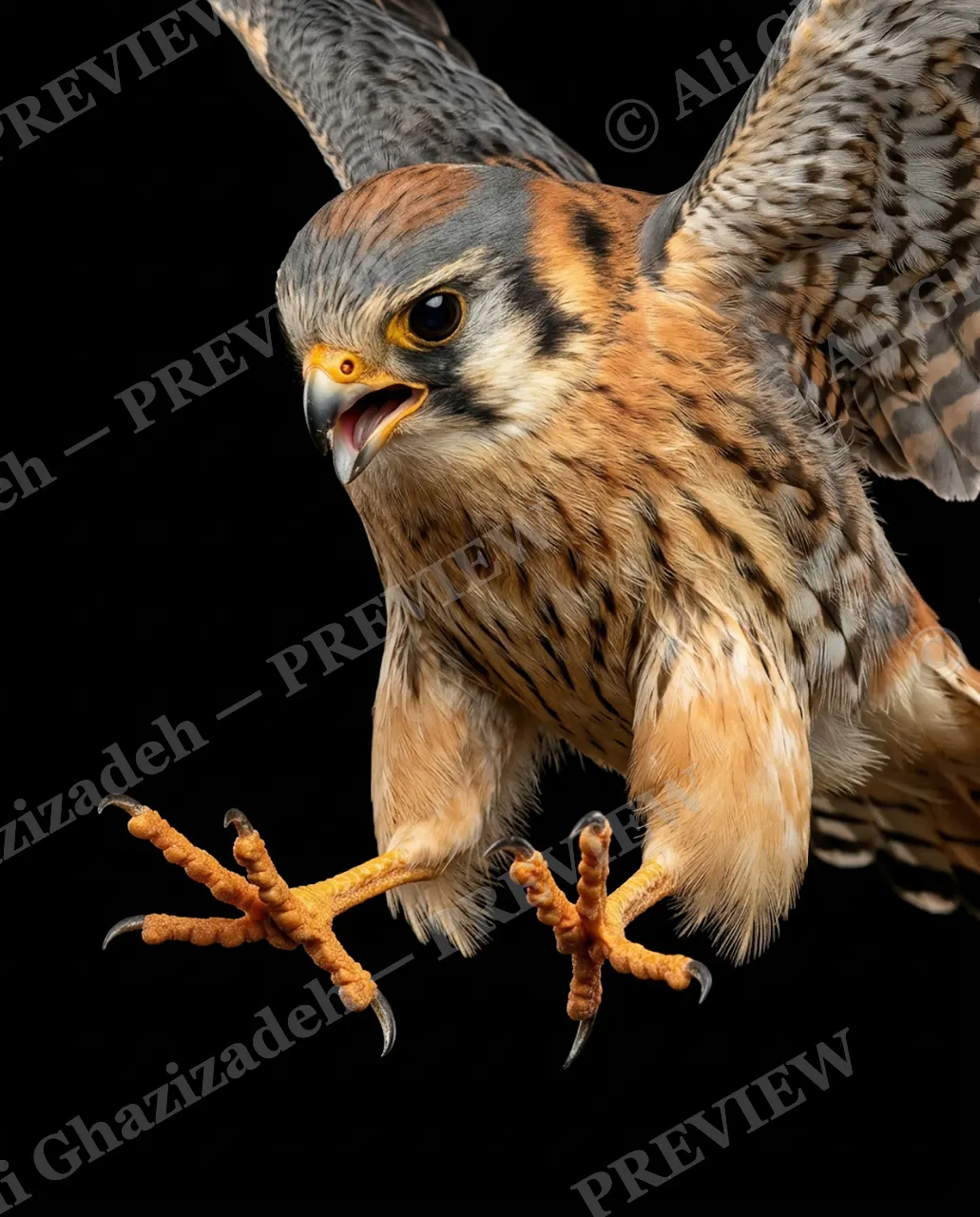 Faces of Prey — Kestrel in Action — Peregrine falcon artwork by Ali Ghazizadeh