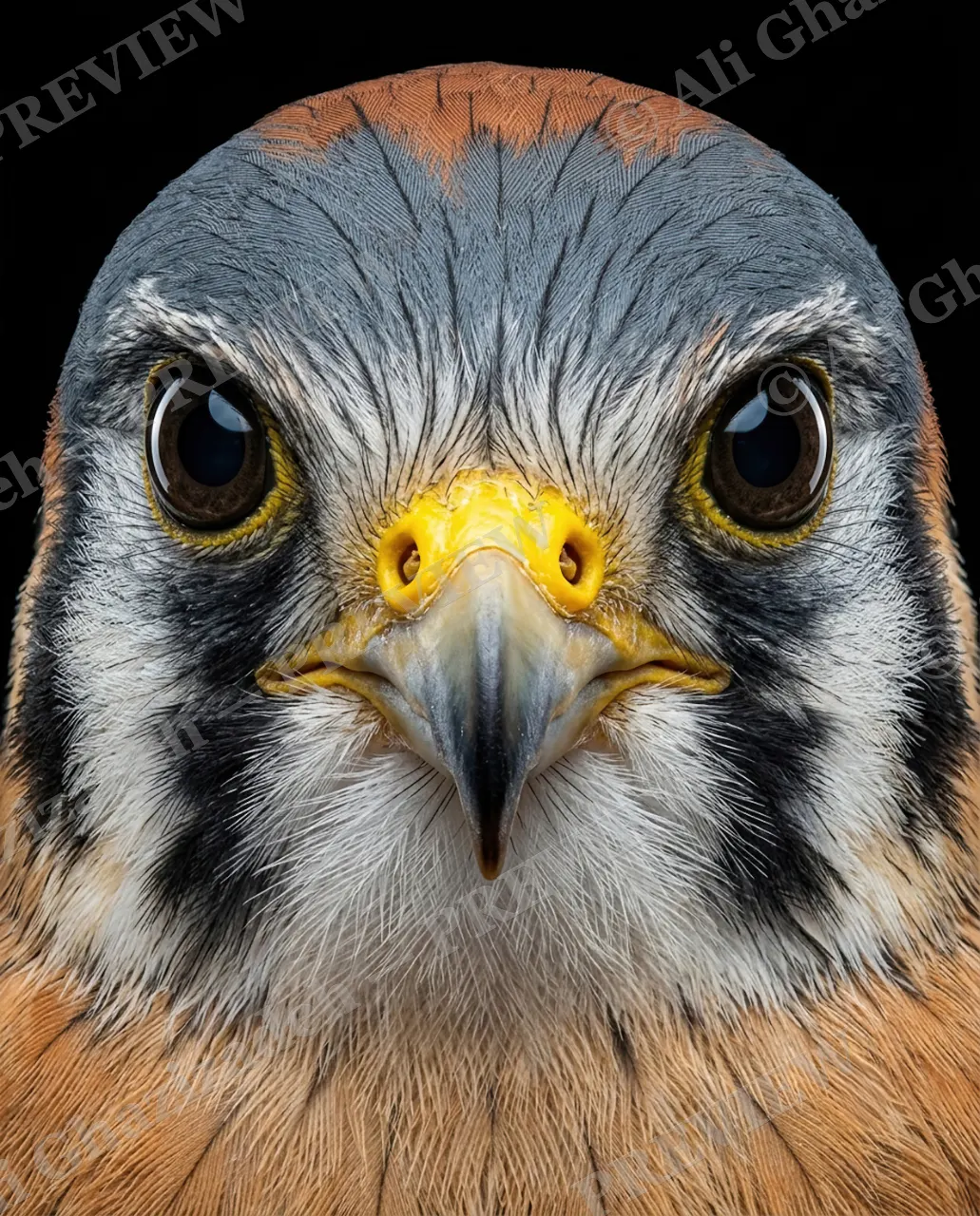 Faces of Prey — Little Kestrel — Peregrine falcon artwork by Ali Ghazizadeh