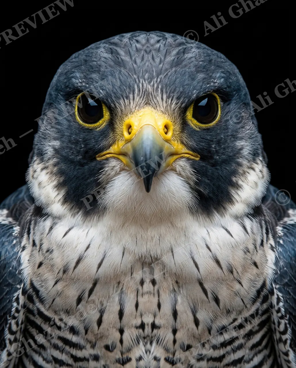 Faces of Prey — Face-to-Face Peregrine — Peregrine falcon artwork by Ali Ghazizadeh