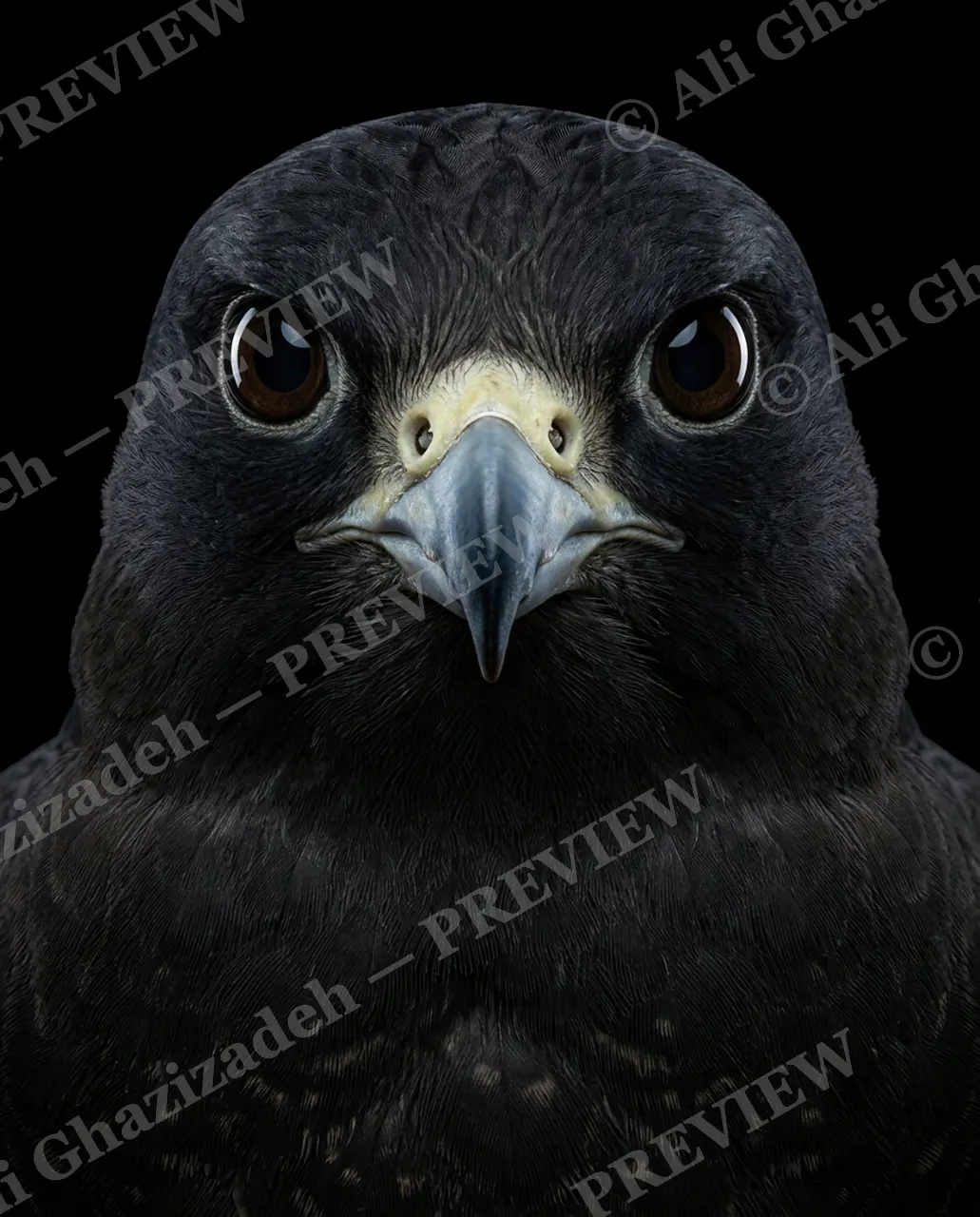 Faces of Prey — Midnight Morph — Peregrine falcon artwork by Ali Ghazizadeh