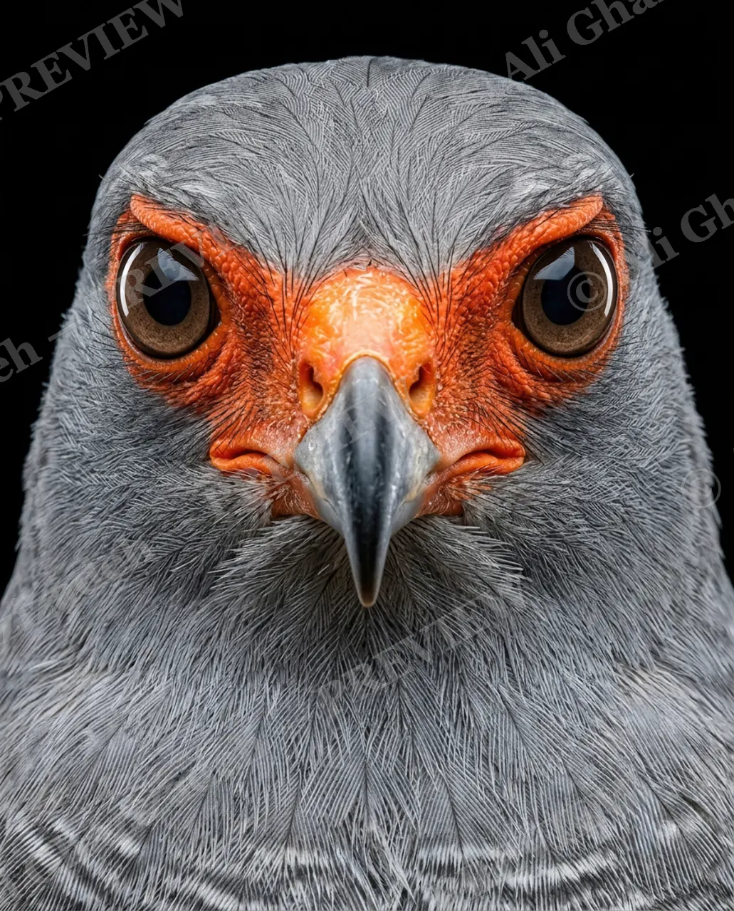 Faces of Prey — Second Glance — Peregrine falcon artwork by Ali Ghazizadeh