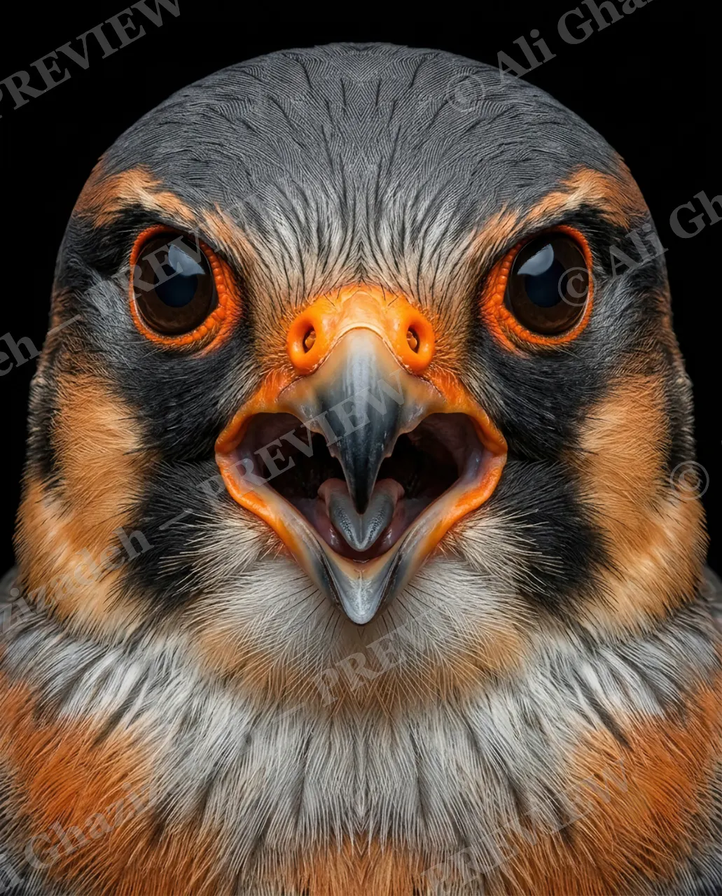 Faces of Prey — Sounding the Alarm — Peregrine falcon artwork by Ali Ghazizadeh