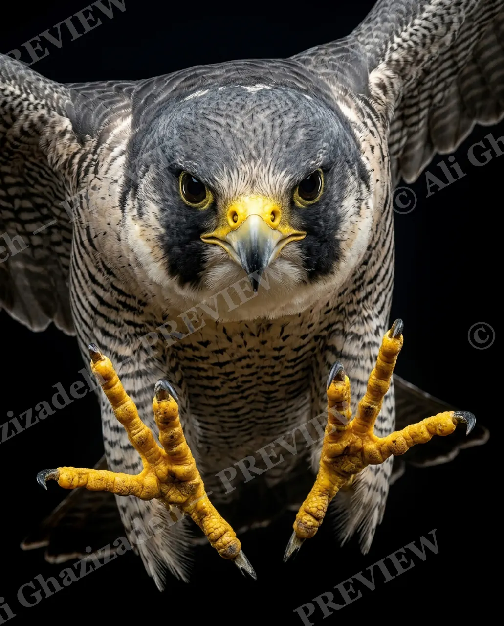 Faces of Prey — Talons Reaching — Peregrine falcon artwork by Ali Ghazizadeh